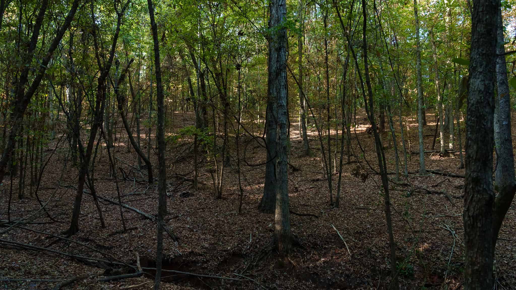 Tyler Texas Hunting Property for Sale 141 ± Acres East of Dallas