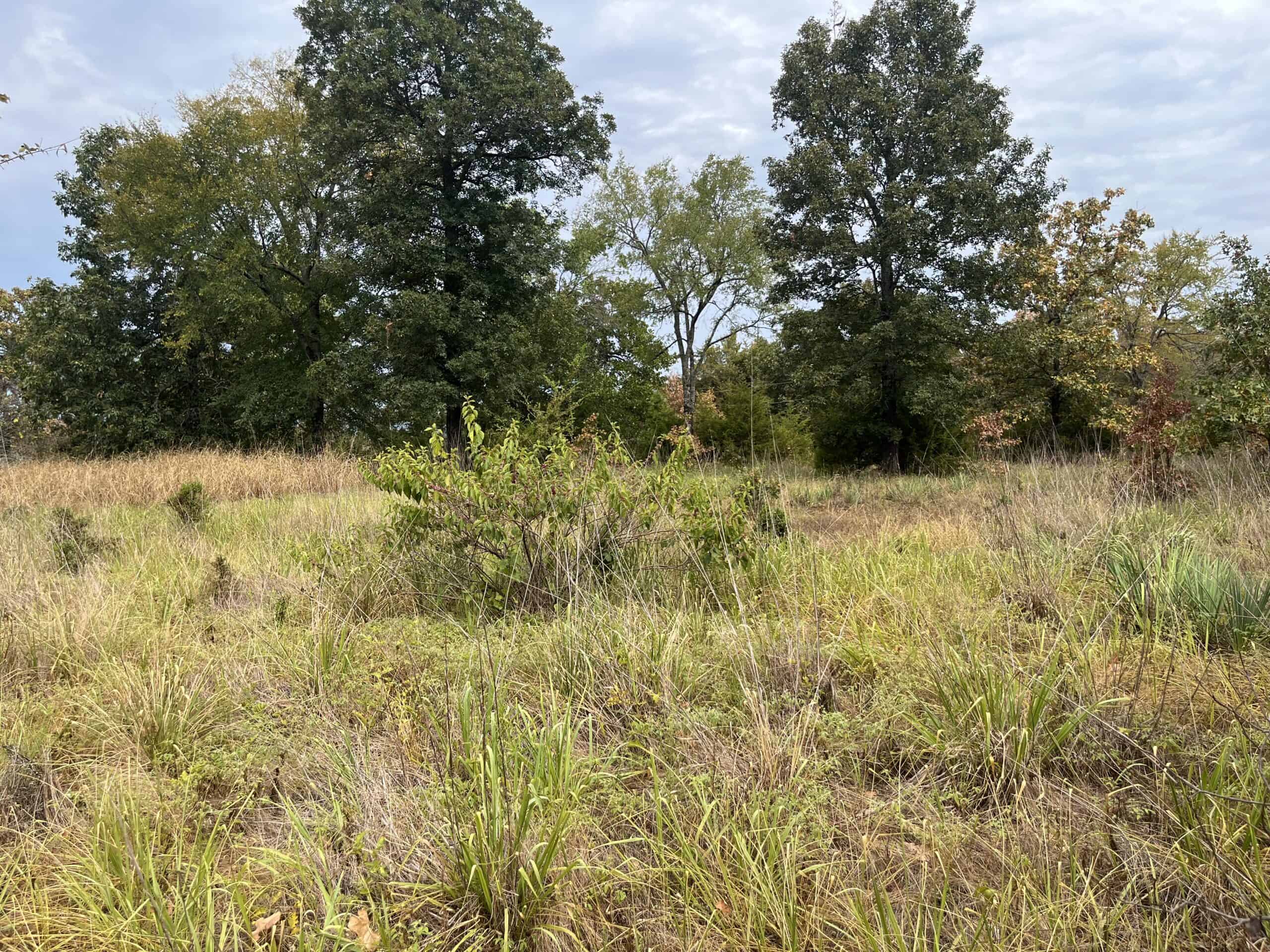 85 Acres of Hunting Land with Native Timber, Wildlife & Pond in SE Oklahoma