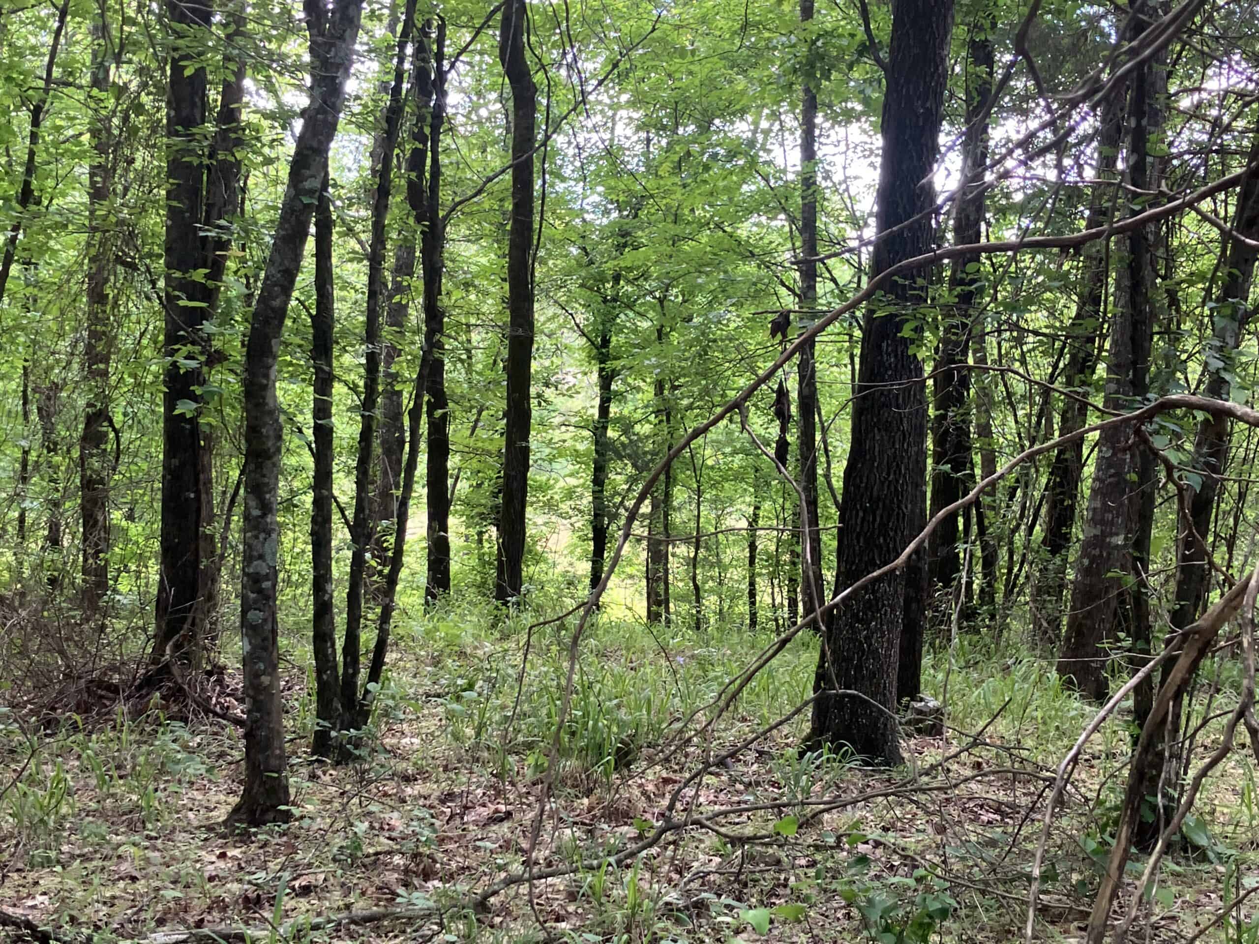5± Acres of Wooded Hunting & Recreational Land with Creek in SE Oklahoma
