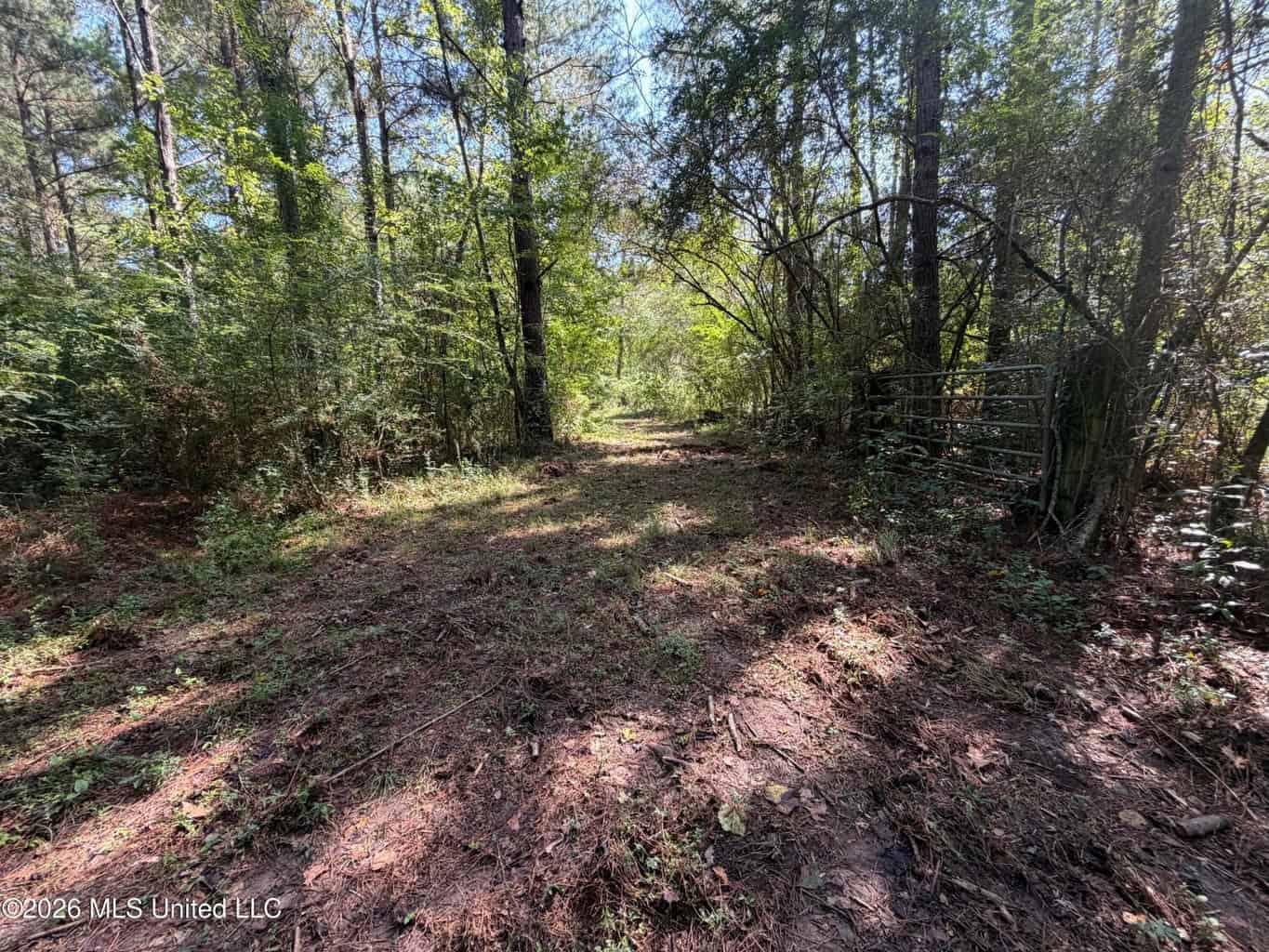 52 Acres Hunting & Timberland in Raleigh, MS