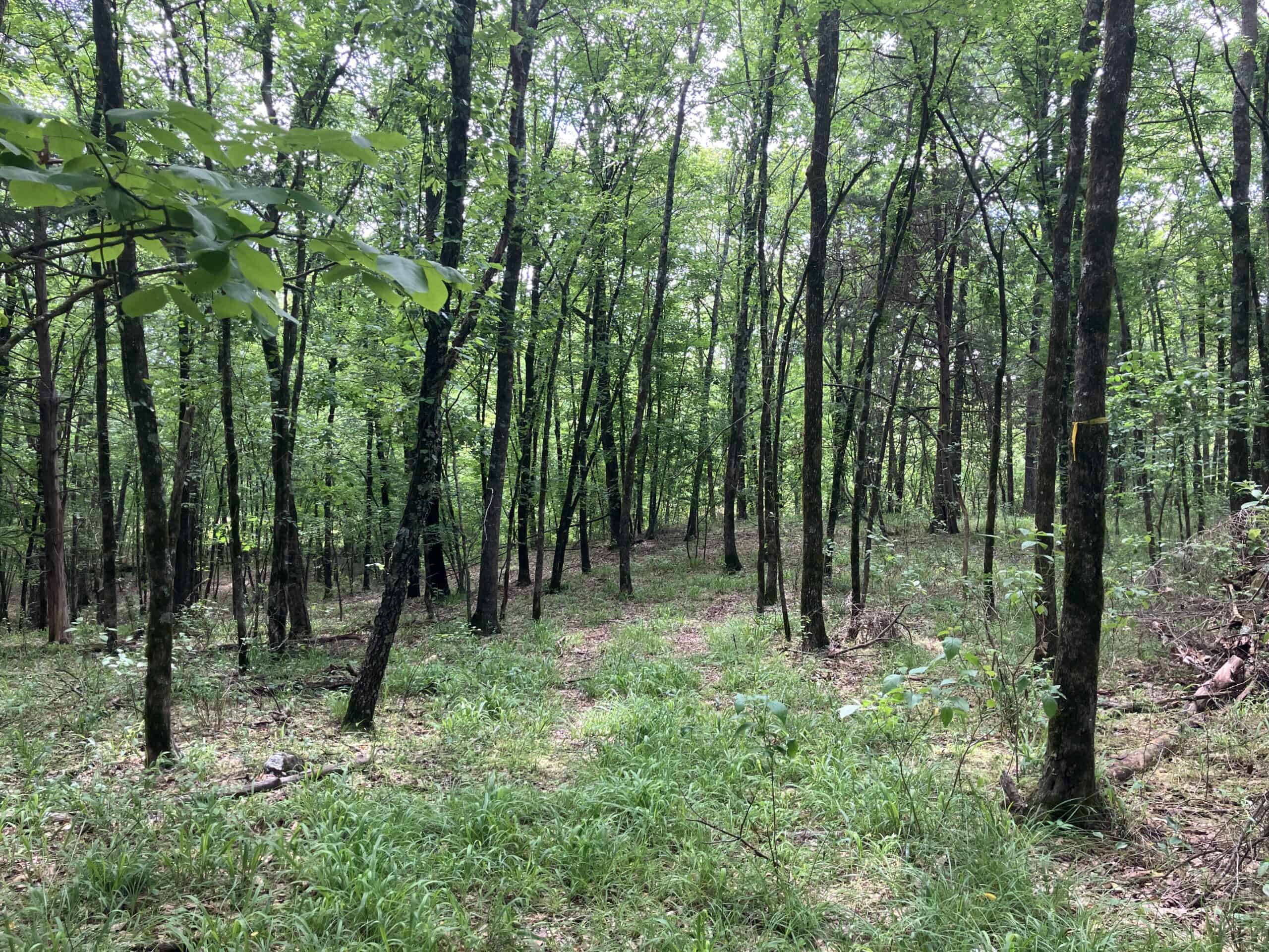 5± Acres of Wooded Hunting & Recreational Land with Creek in SE Oklahoma