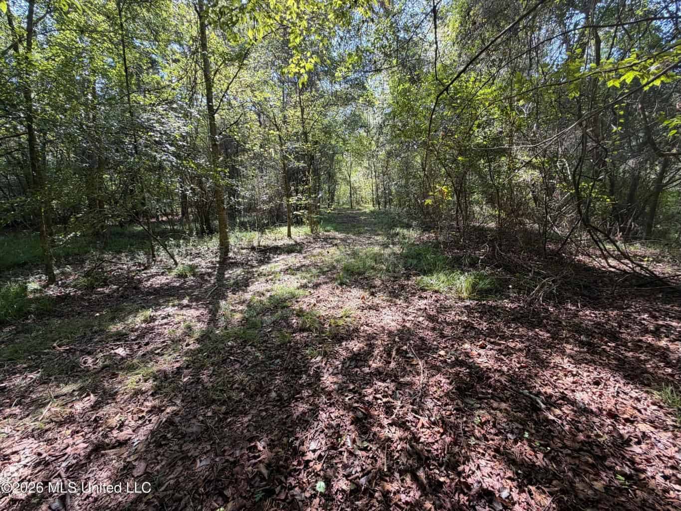 52 Acres Hunting & Timberland in Raleigh, MS