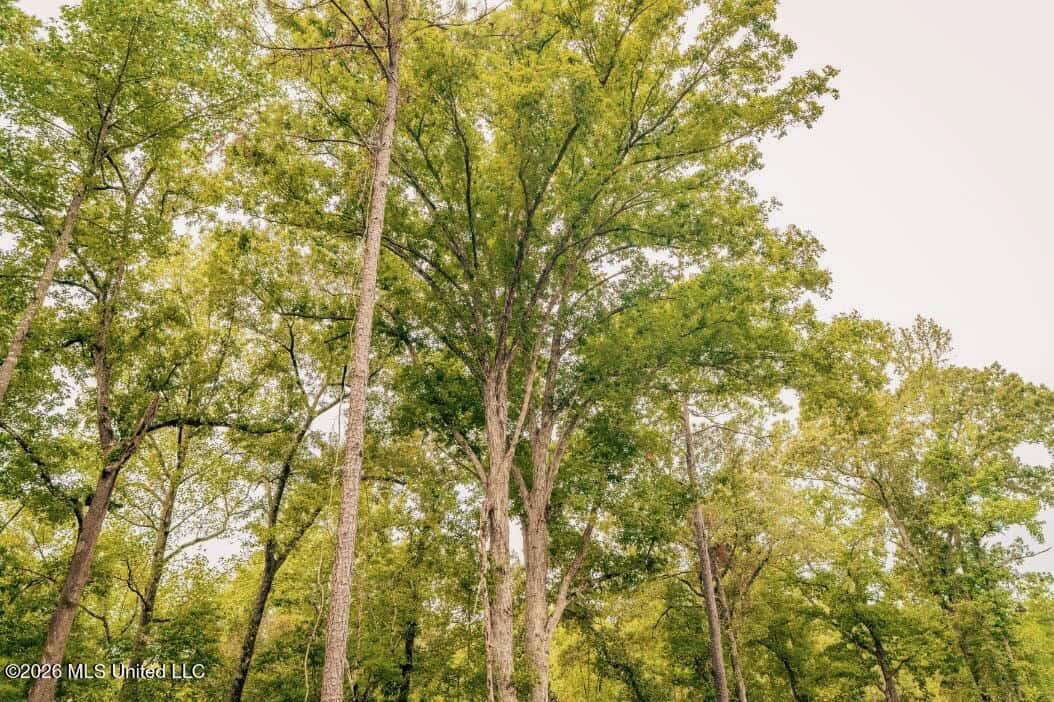 58± Acre Hunting Property in Franklin County, MS