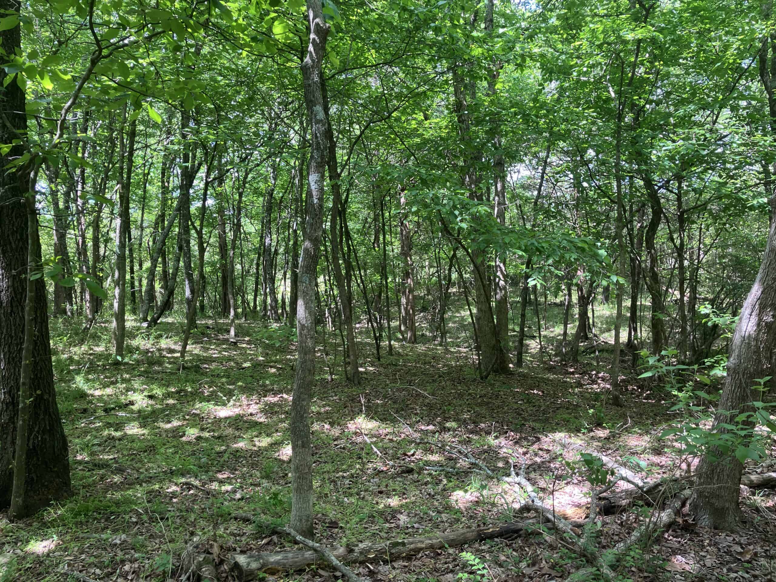 5± Acres of Wooded Hunting & Recreational Land with Creek in SE Oklahoma