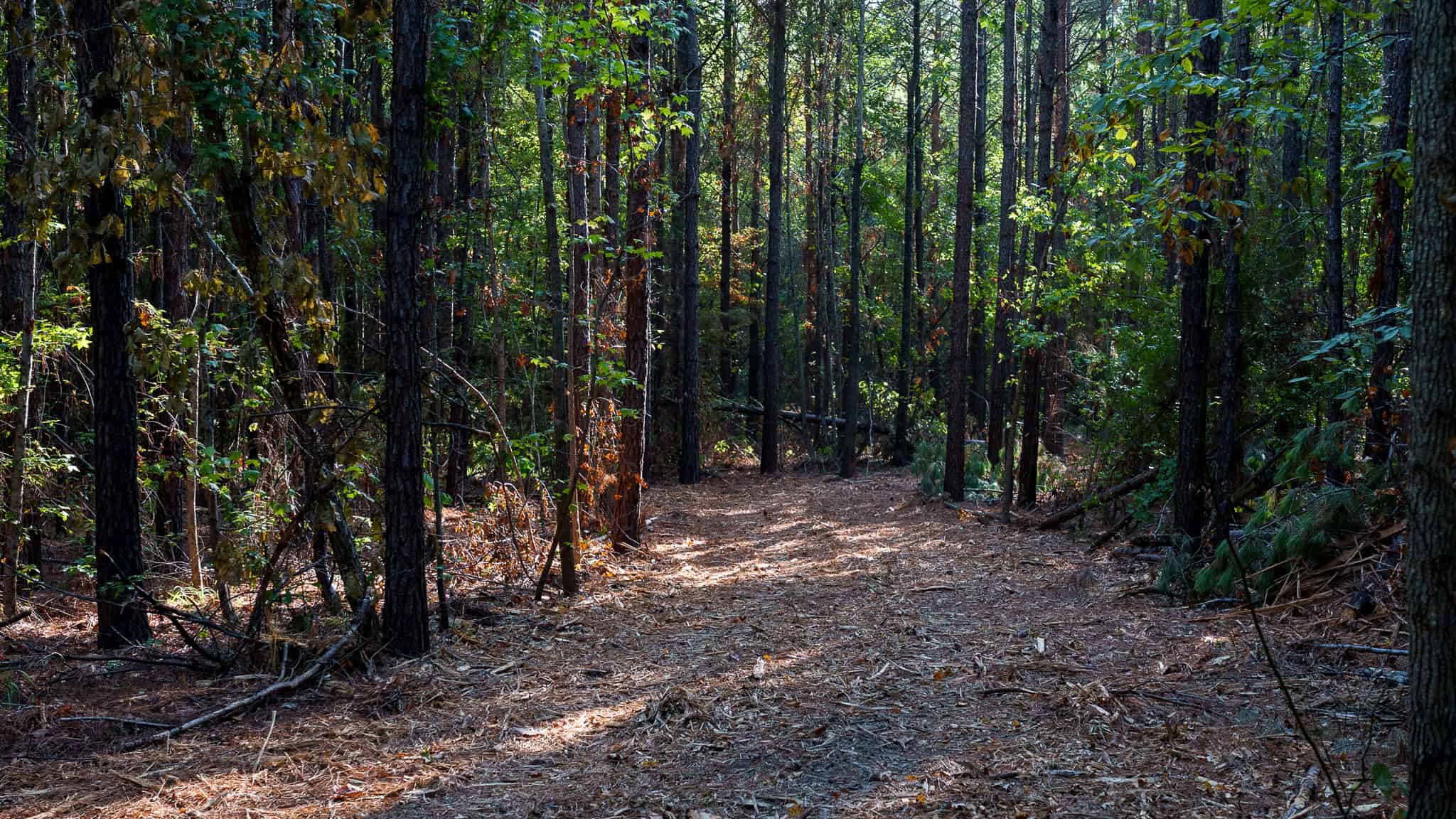 Tyler Texas Hunting Property for Sale 141 ± Acres East of Dallas