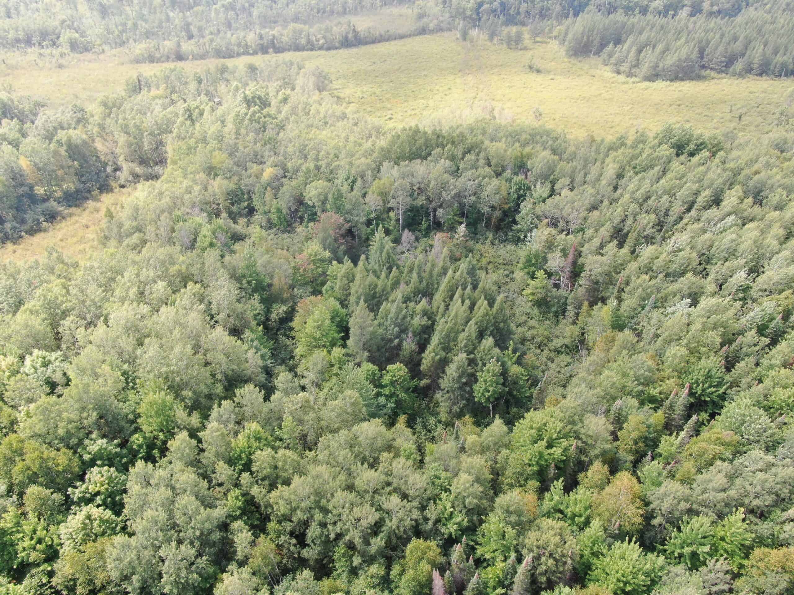 37.5± Acres with Off-Grid Cabin – Taylor County, Wisconsin