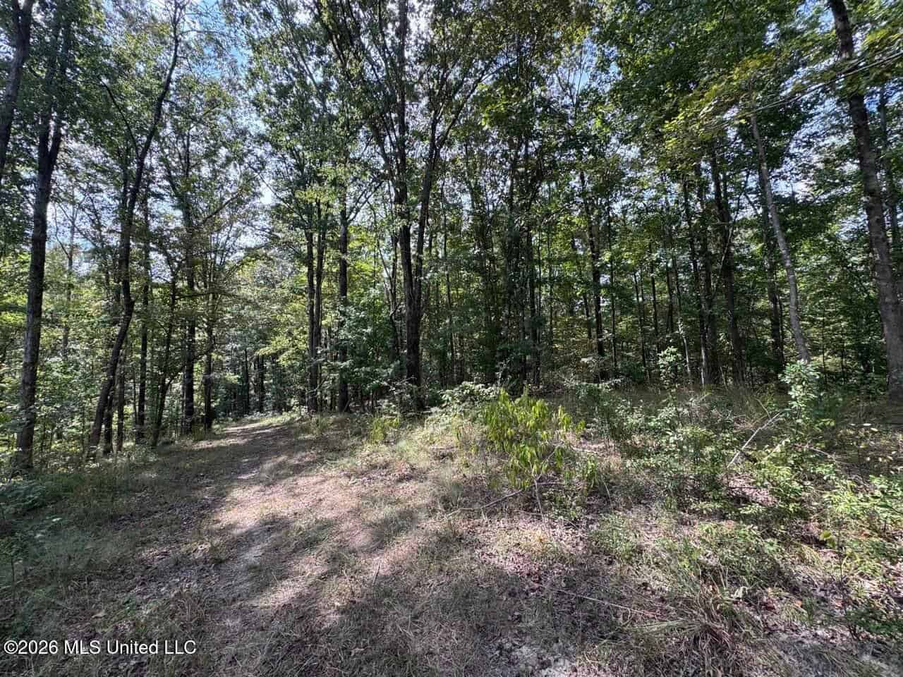 200± Acre Hunting Property in Jefferson County, MS