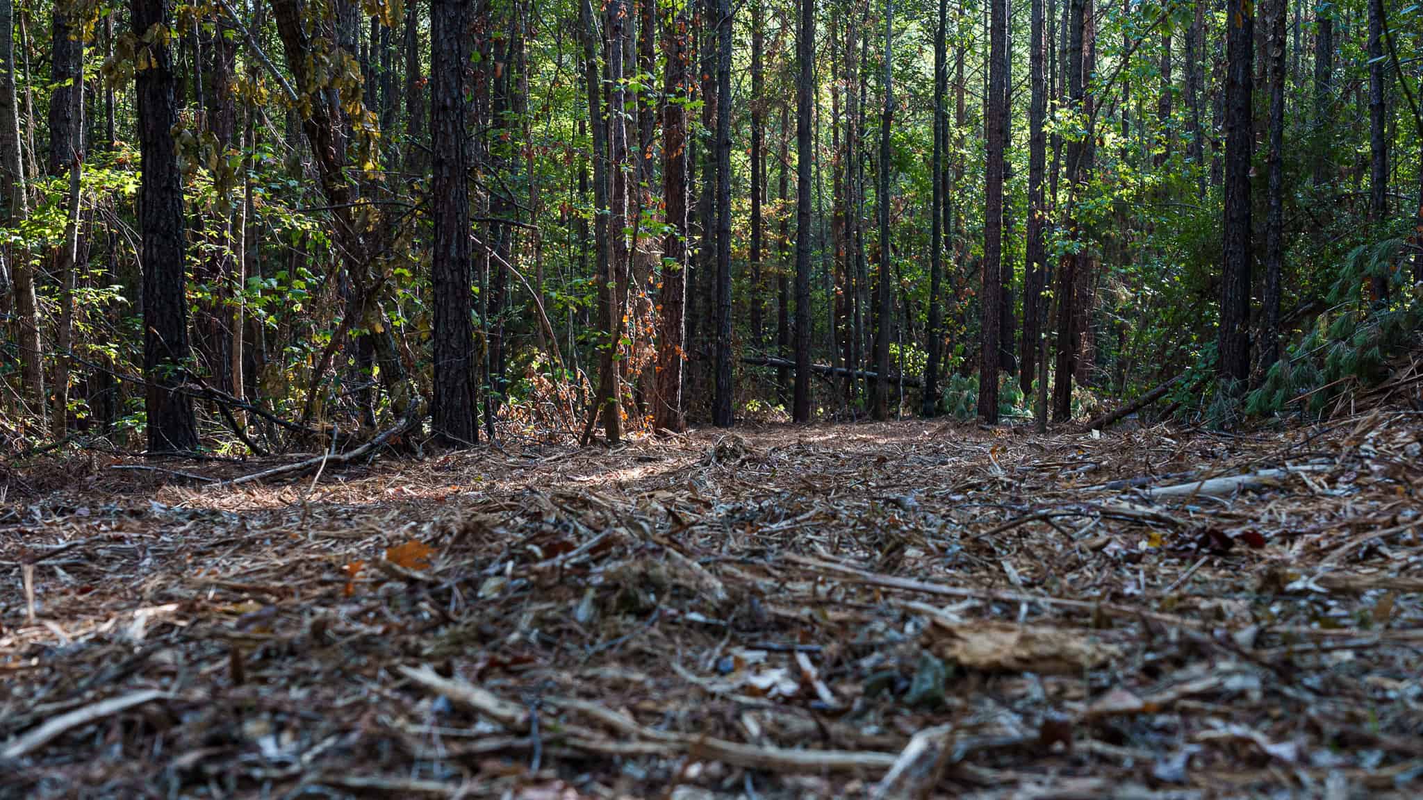 Tyler Texas Hunting Property for Sale 141 ± Acres East of Dallas