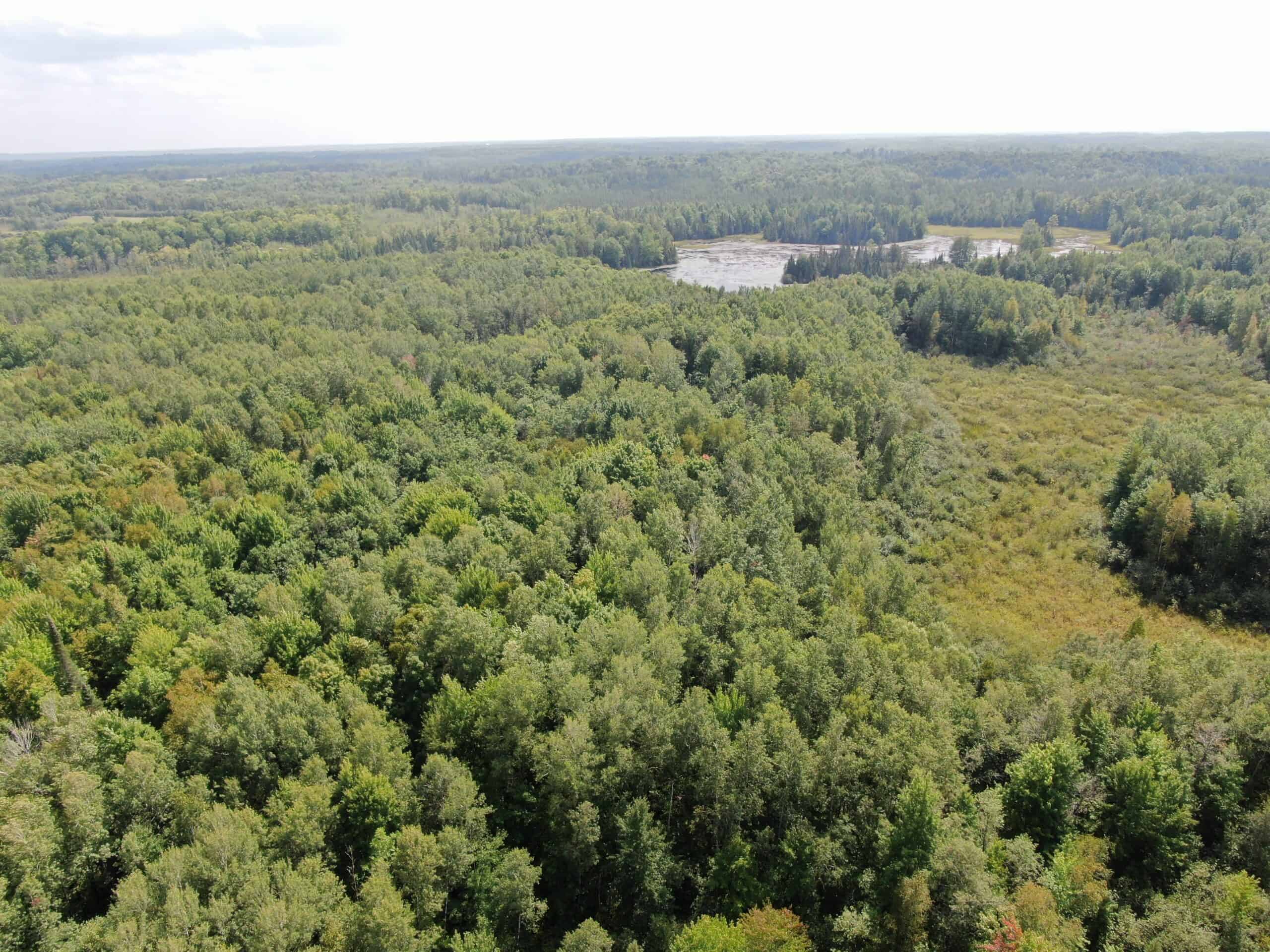 37.5± Acres with Off-Grid Cabin – Taylor County, Wisconsin