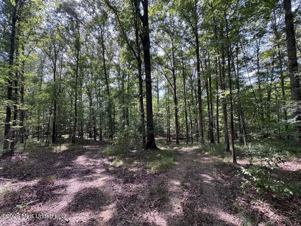 200± Acre Hunting Property in Jefferson County, MS