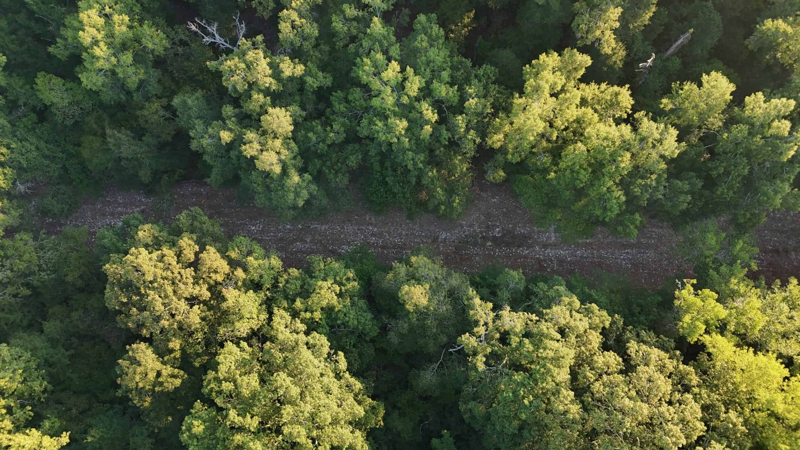 80 Ac Home, Hunting & Cattle Land in Franklin Parish LA
