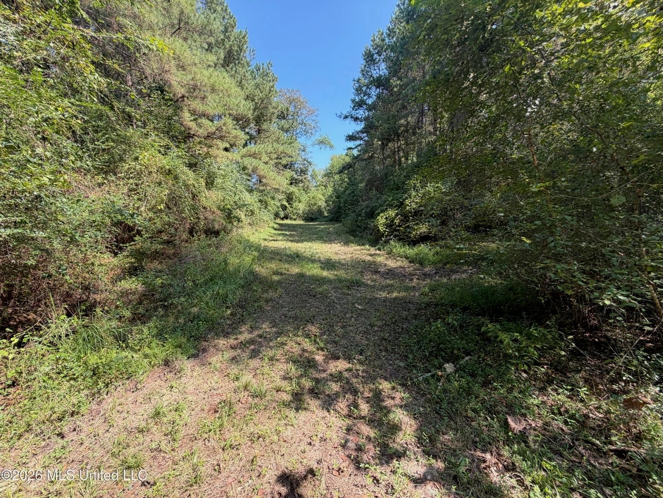 52 Acres Hunting & Timberland in Raleigh, MS