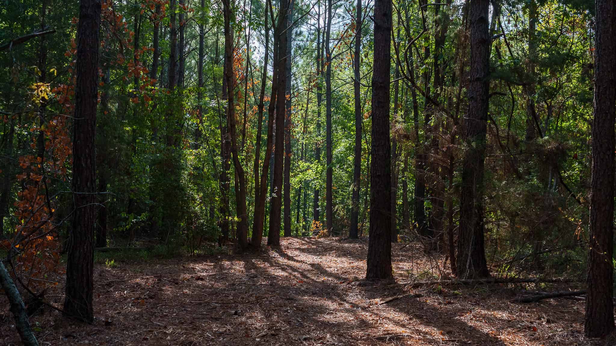 Tyler Texas Hunting Property for Sale 141 ± Acres East of Dallas