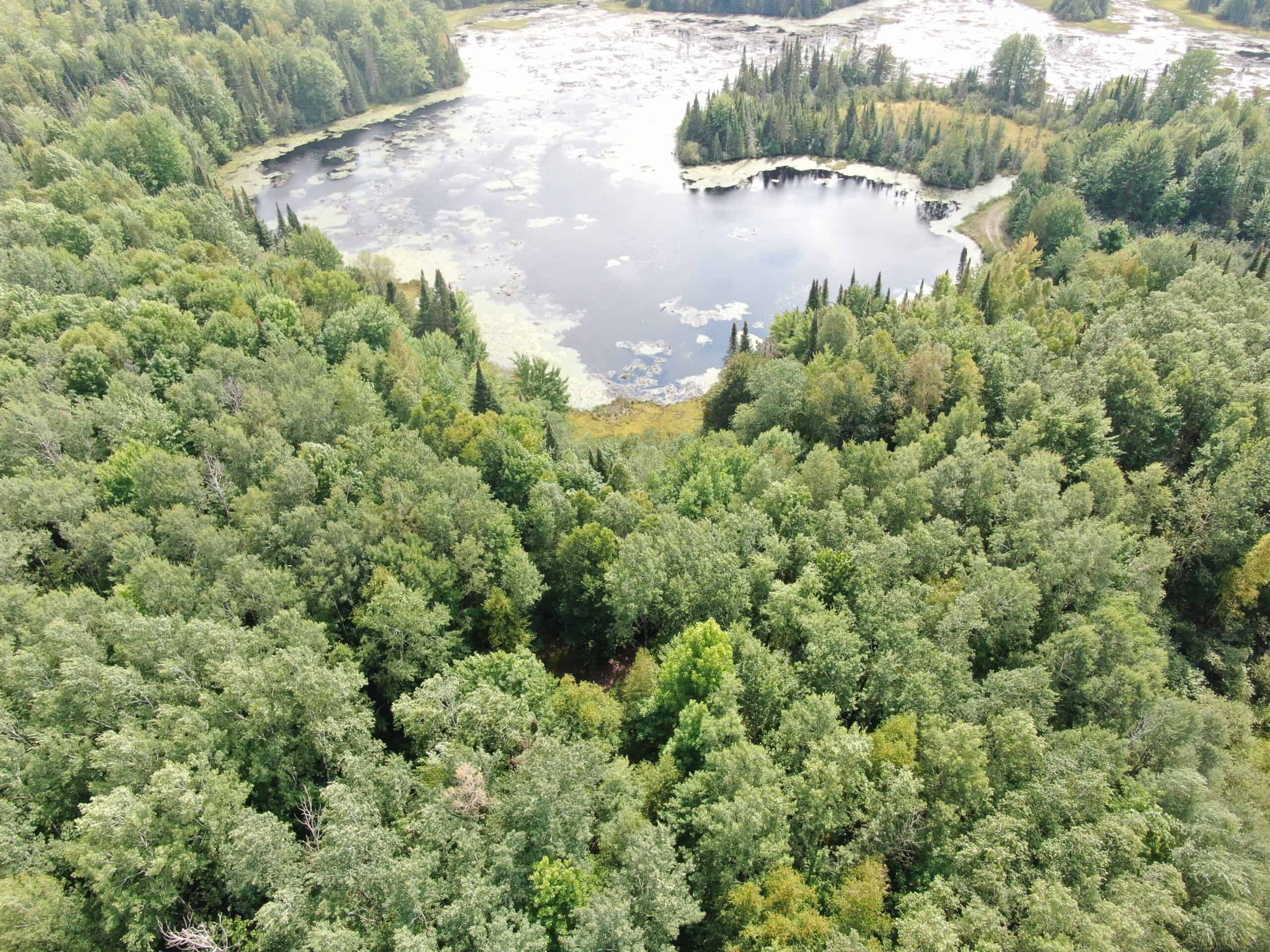 37.5± Acres with Off-Grid Cabin – Taylor County, Wisconsin