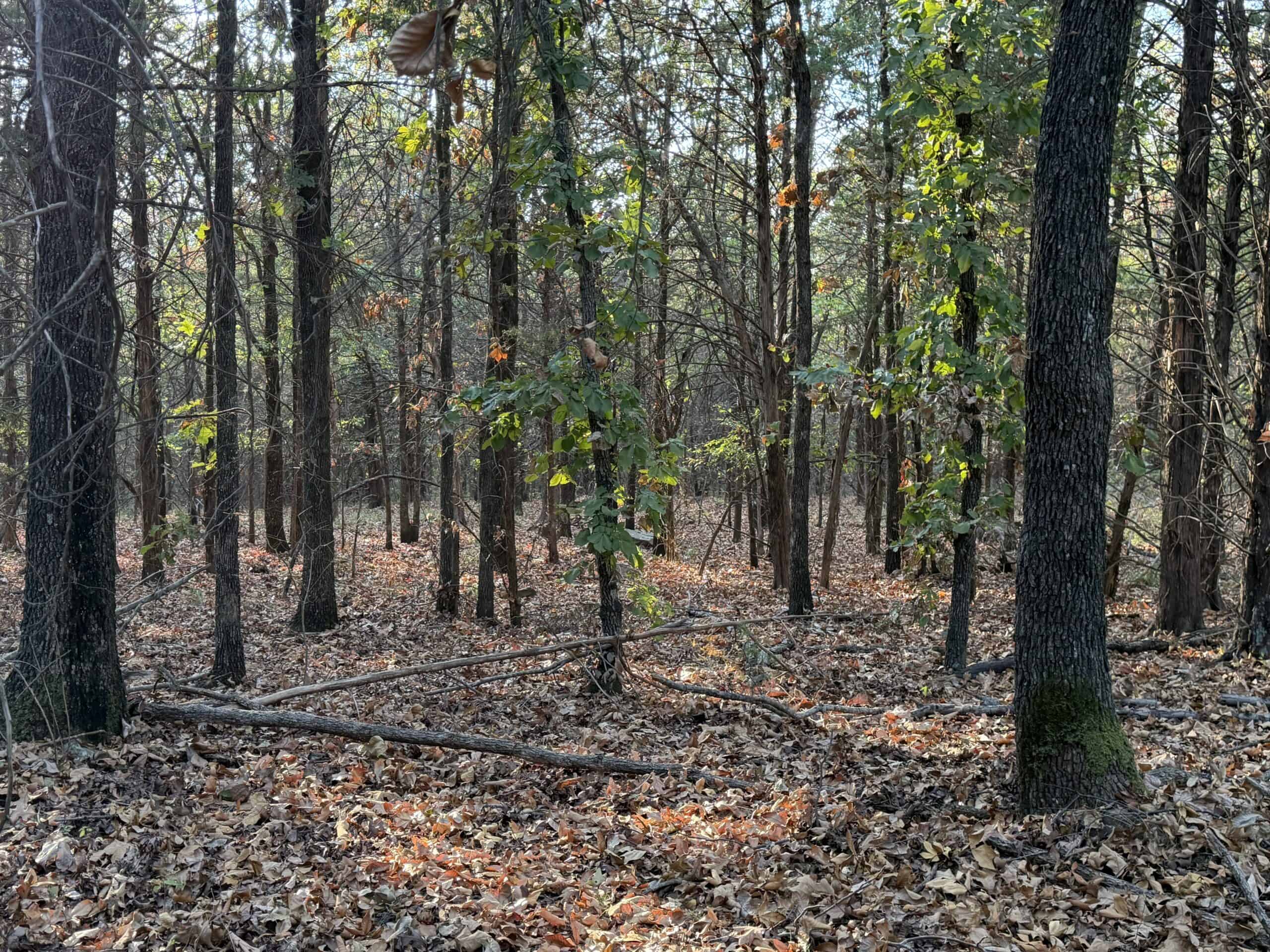 82.61-Acre Hunter’s Retreat with Stocked Lake & Barndominium