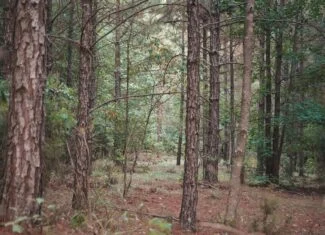 Lake D’Arbonne Land for Sale