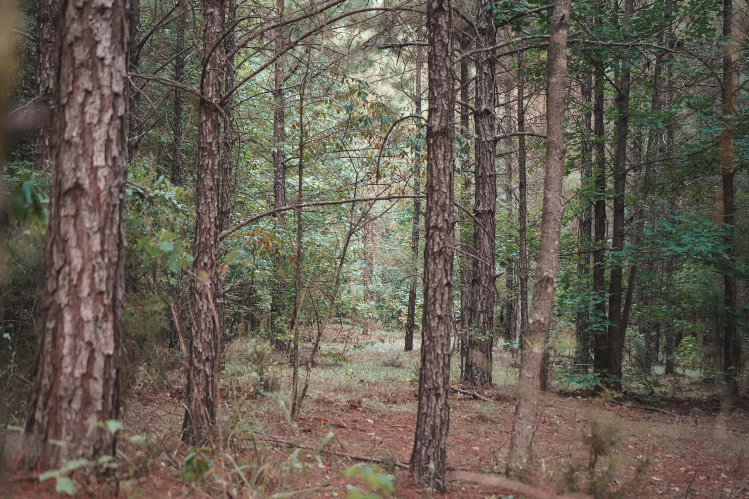 Lake D’Arbonne Land for Sale