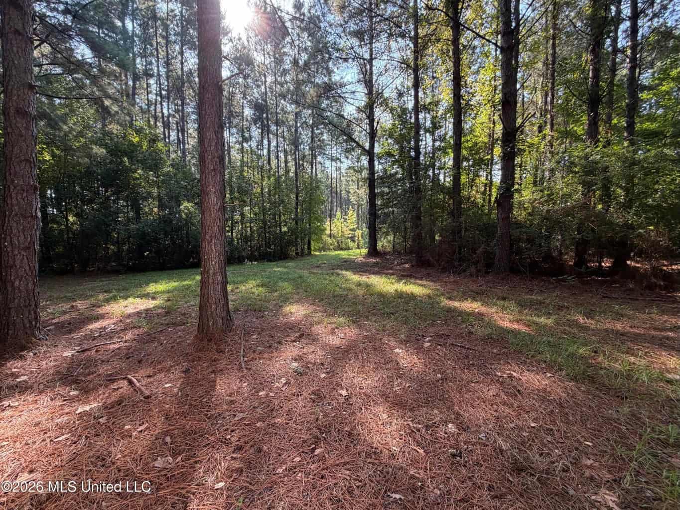 52 Acres Hunting & Timberland in Raleigh, MS