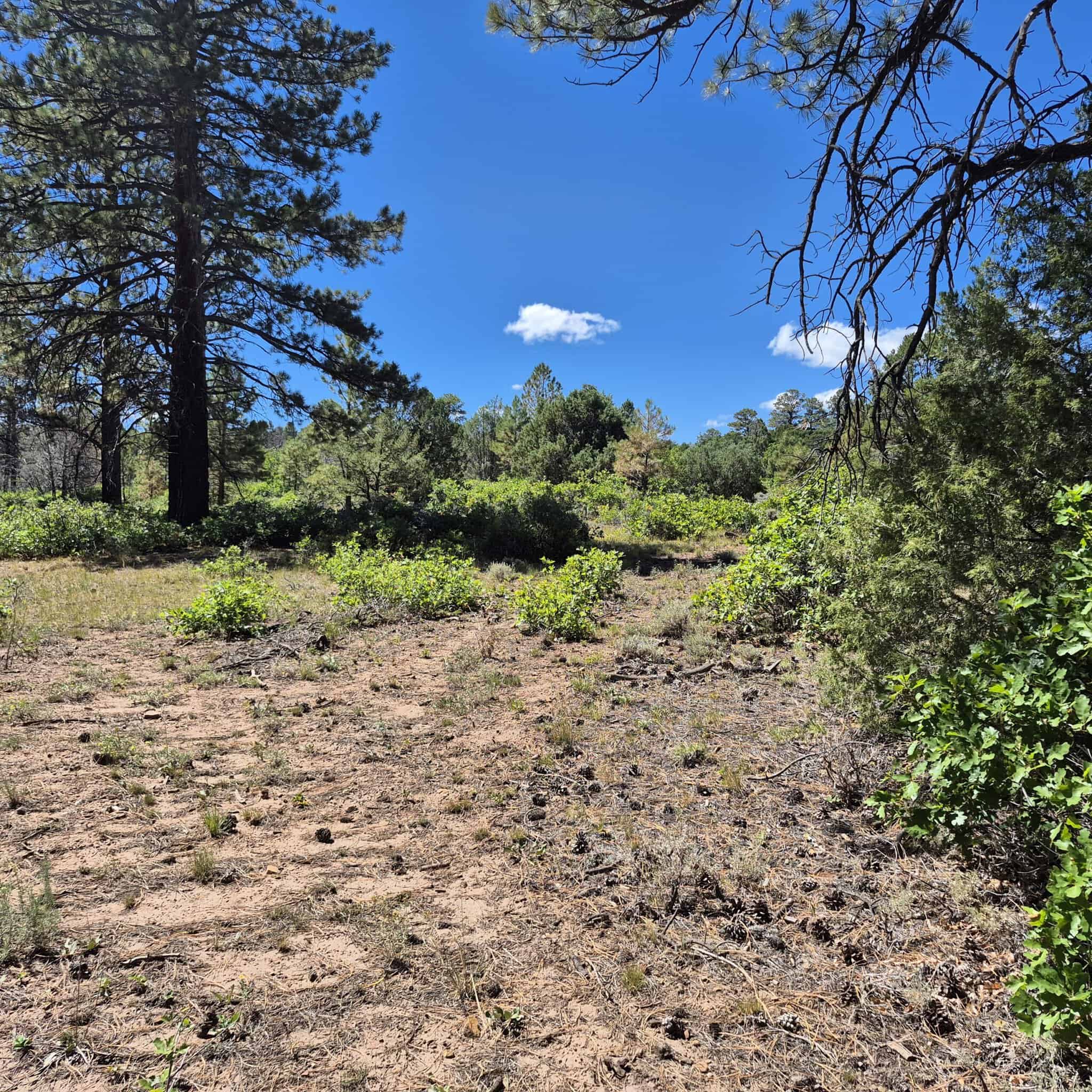 Colorado Hunting Land For Sale