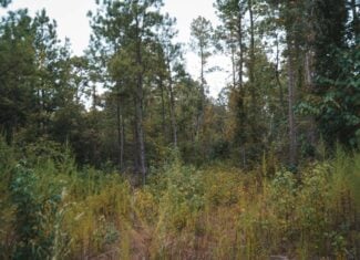 Affordable Union Parish Land for Sale