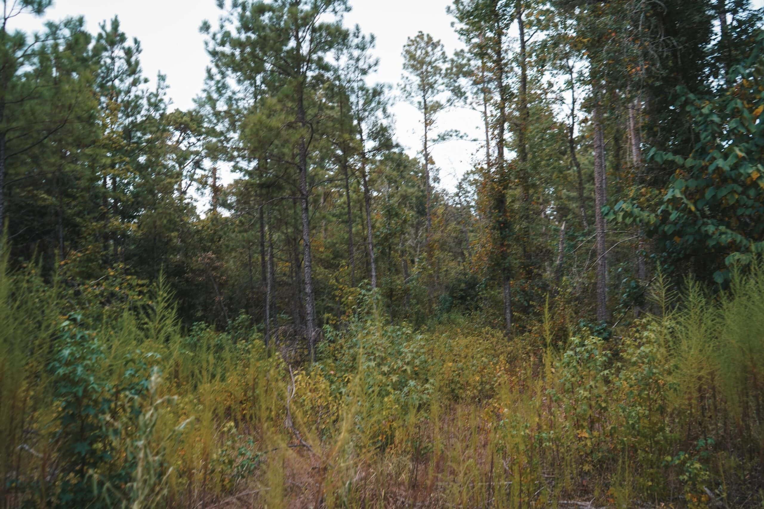 Affordable Union Parish Land for Sale