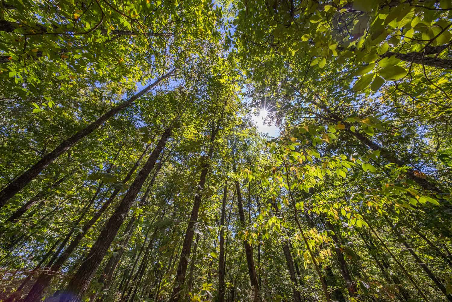 40 Acres for Sale in Williford | The Arkansas Ozarks