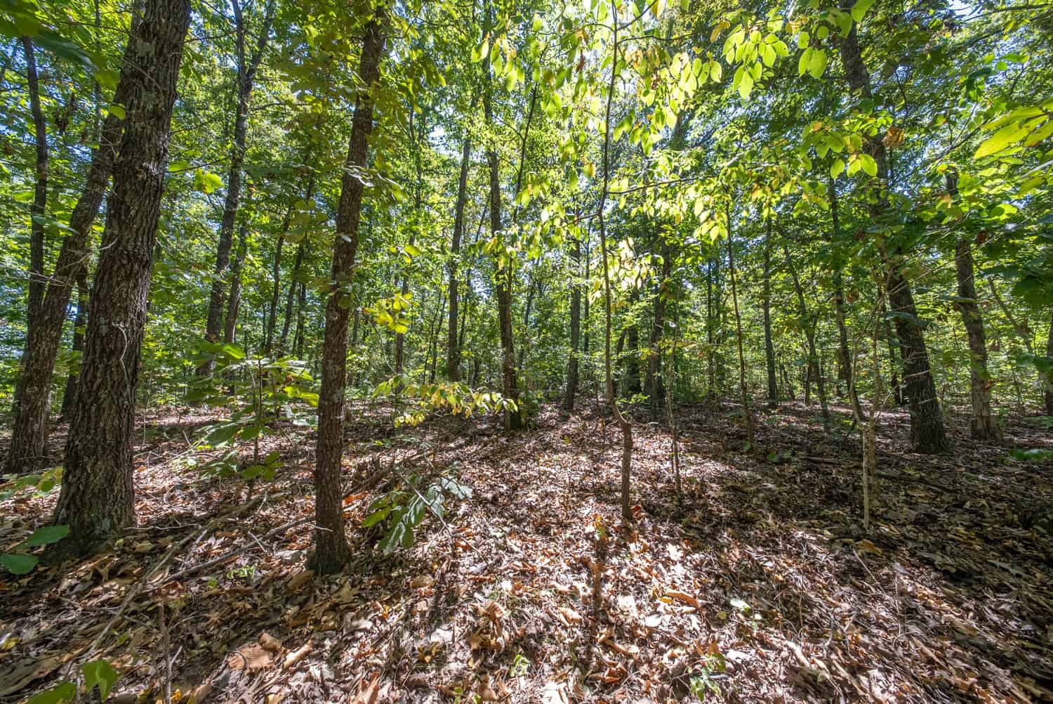 40 Acres for Sale in Williford | The Arkansas Ozarks