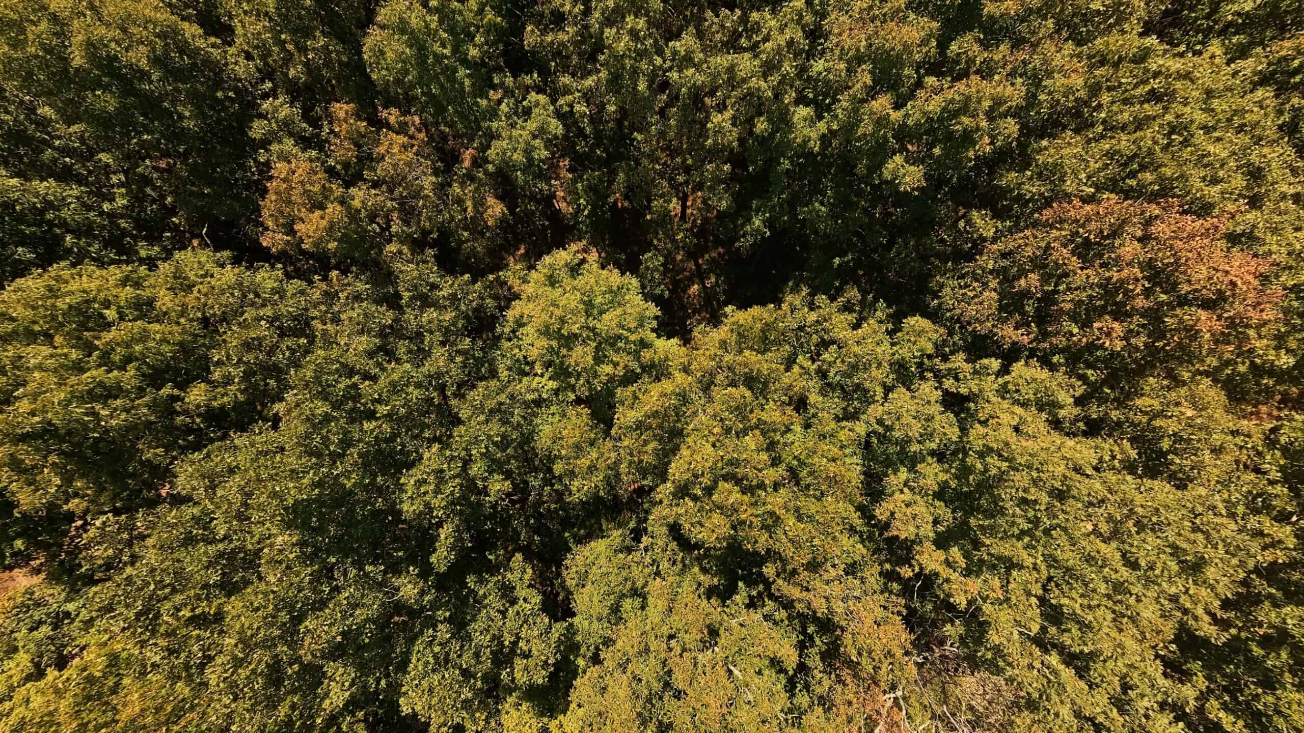 40 Acres for Sale in Williford | The Arkansas Ozarks