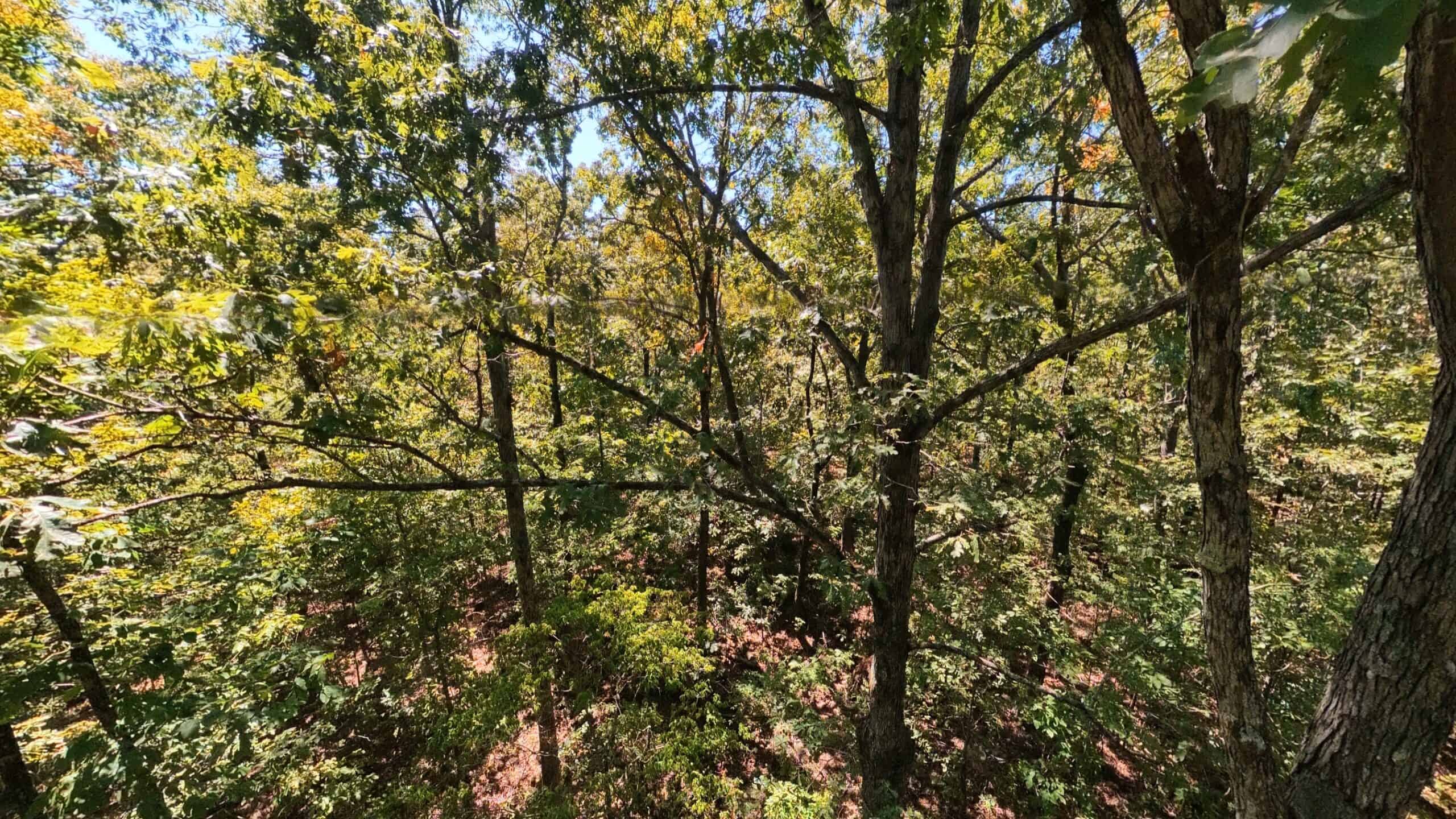 40 Acres for Sale in Williford | The Arkansas Ozarks