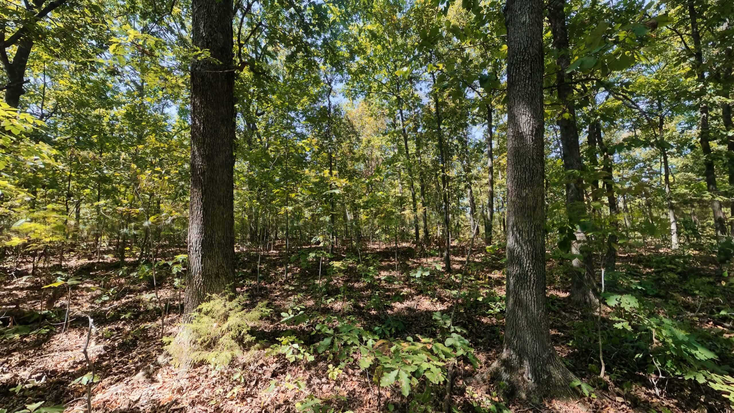 40 Acres for Sale in Williford | The Arkansas Ozarks