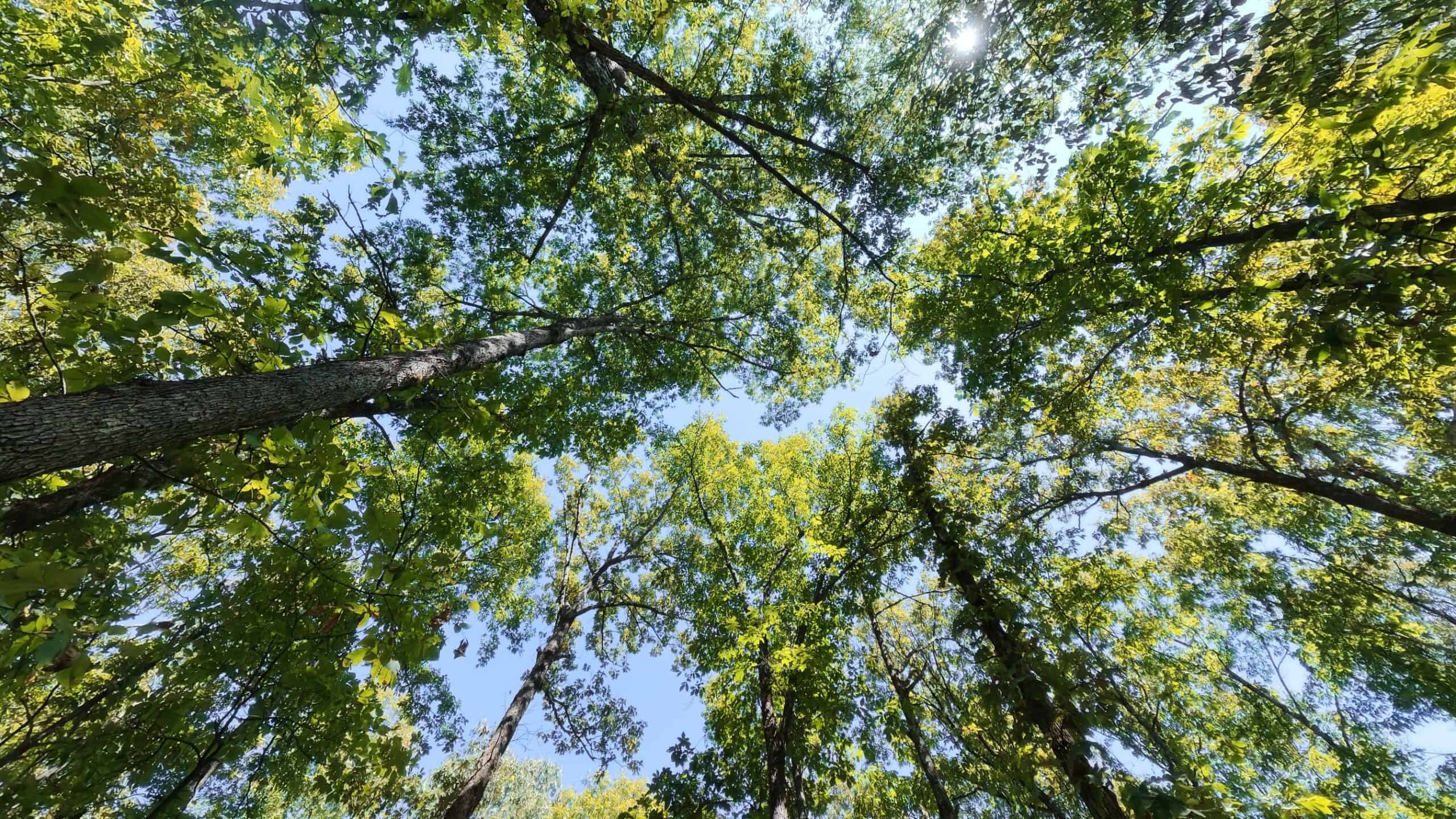40 Acres for Sale in Williford | The Arkansas Ozarks