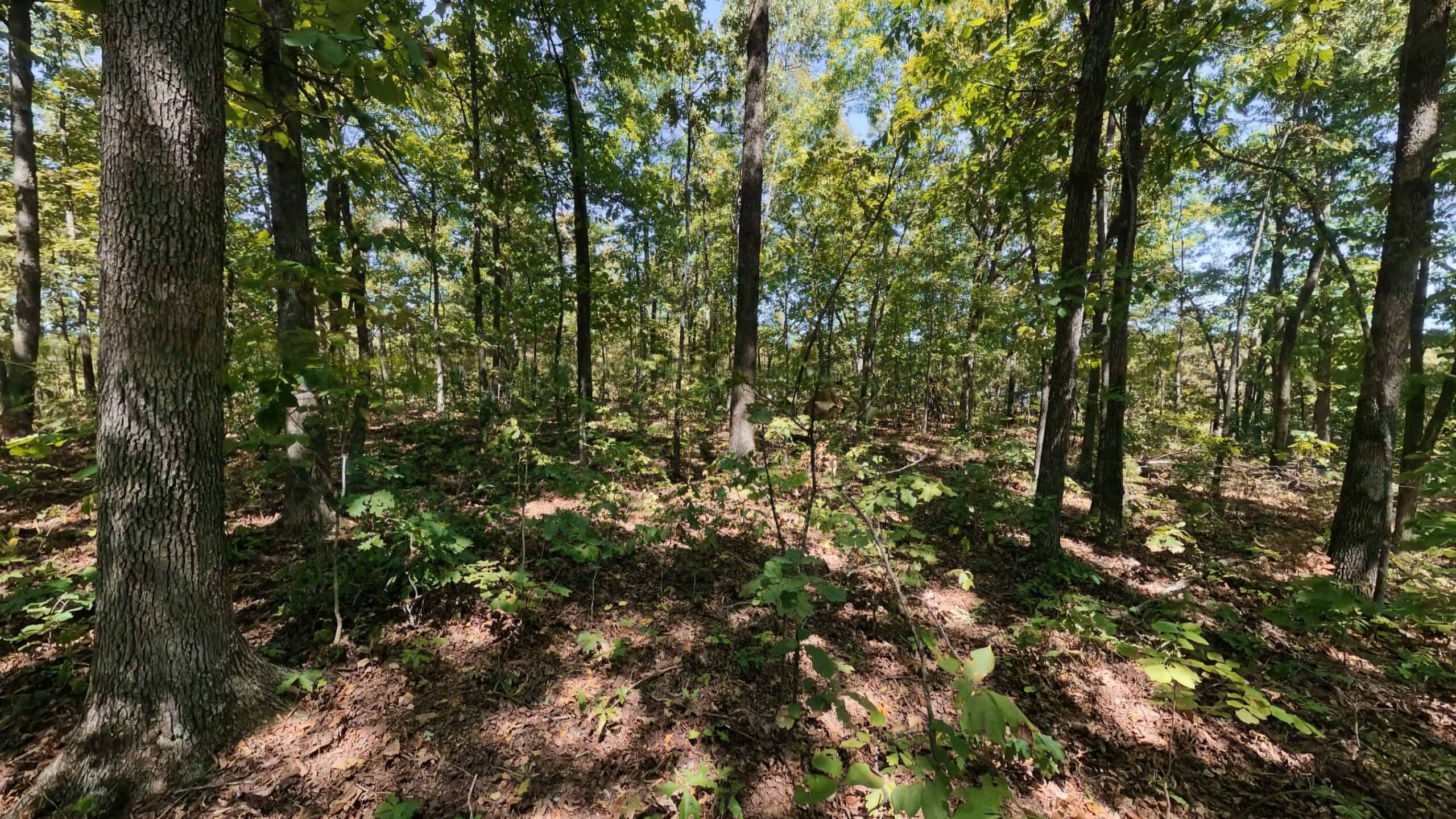 40 Acres for Sale in Williford | The Arkansas Ozarks