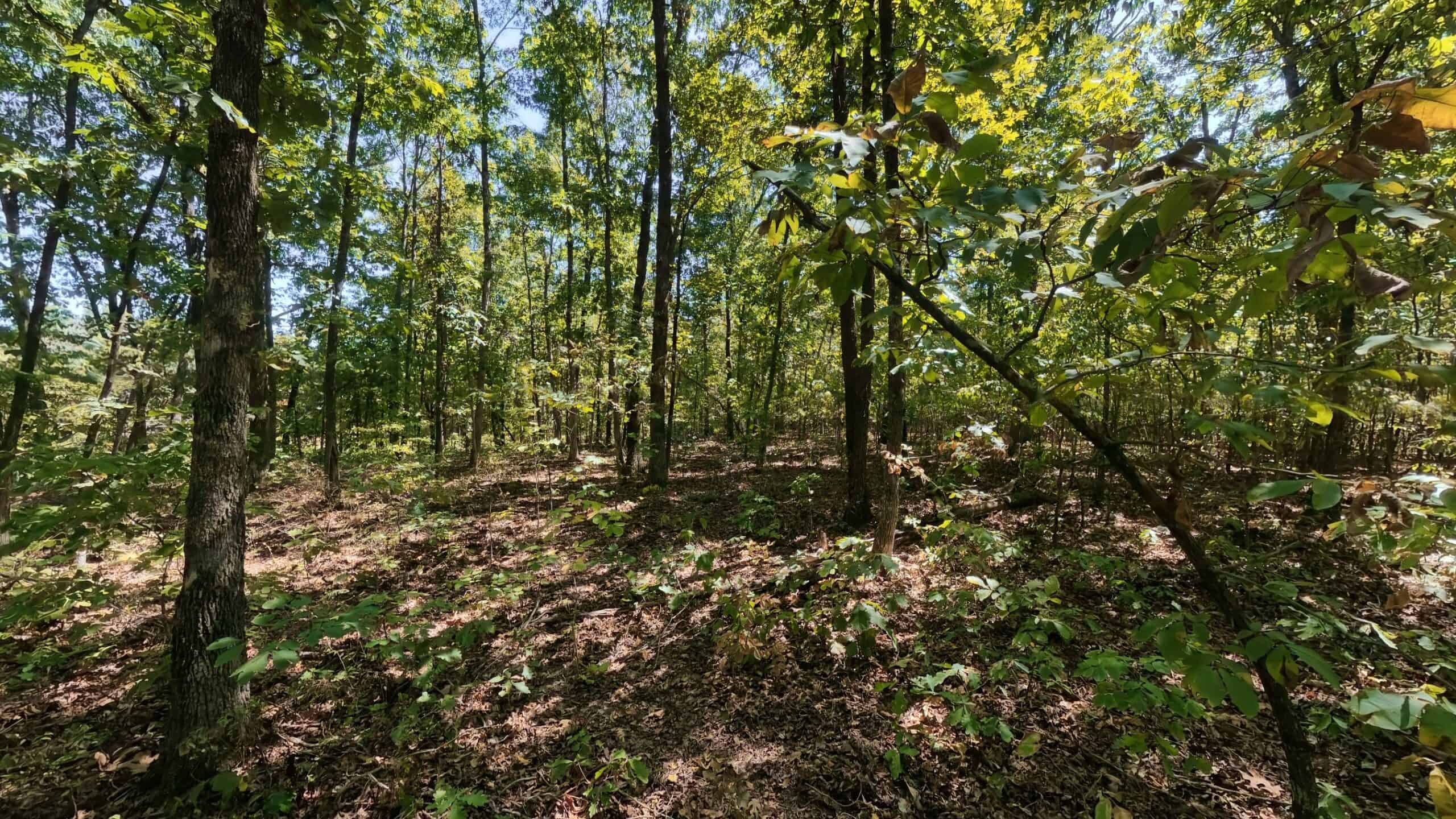40 Acres for Sale in Williford | The Arkansas Ozarks