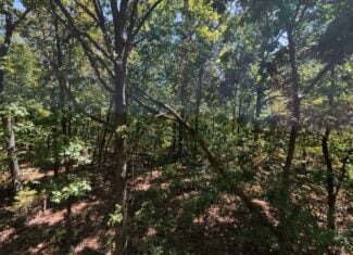 40 Acres for Sale in Williford | The Arkansas Ozarks