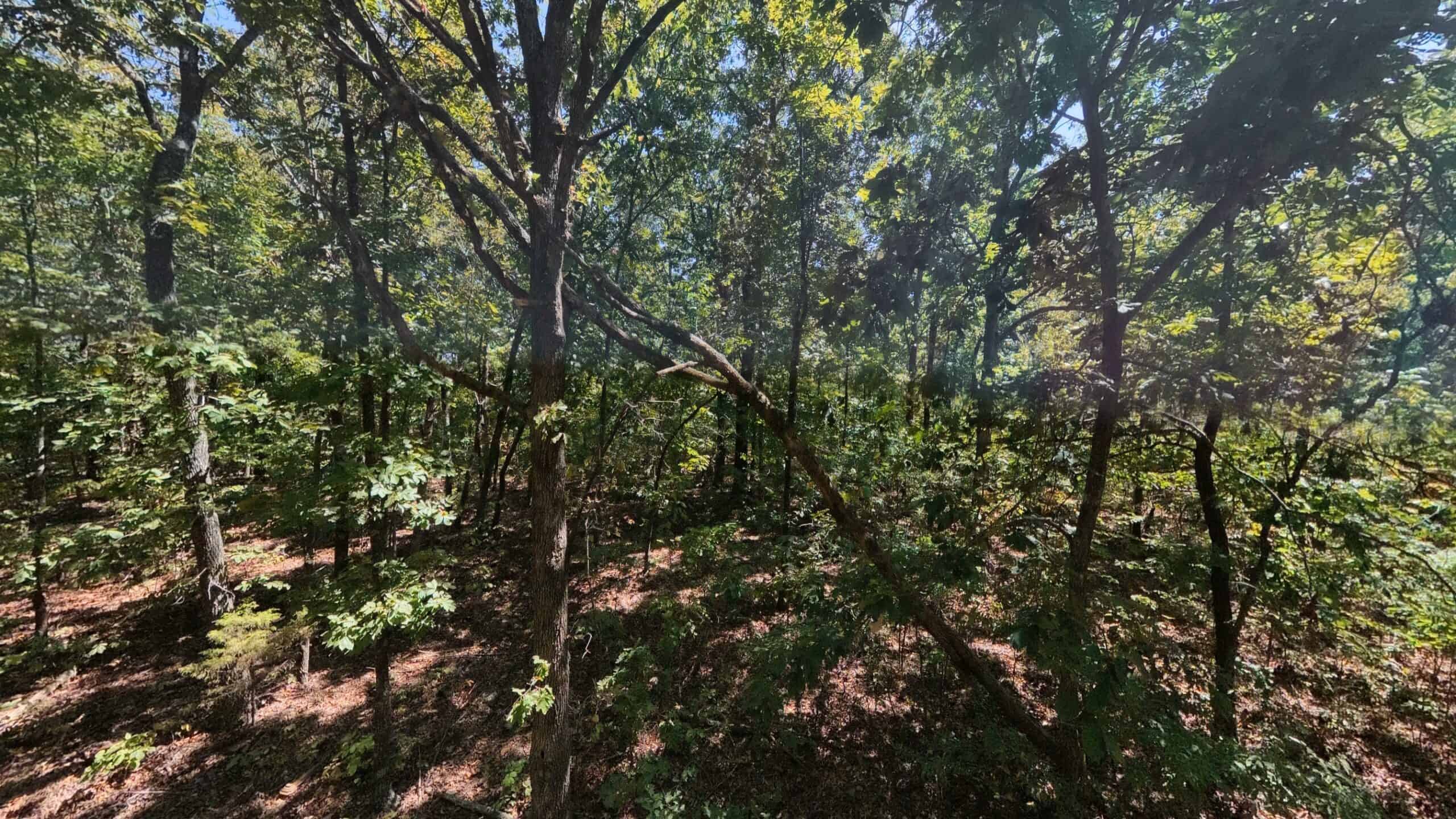 40 Acres for Sale in Williford | The Arkansas Ozarks