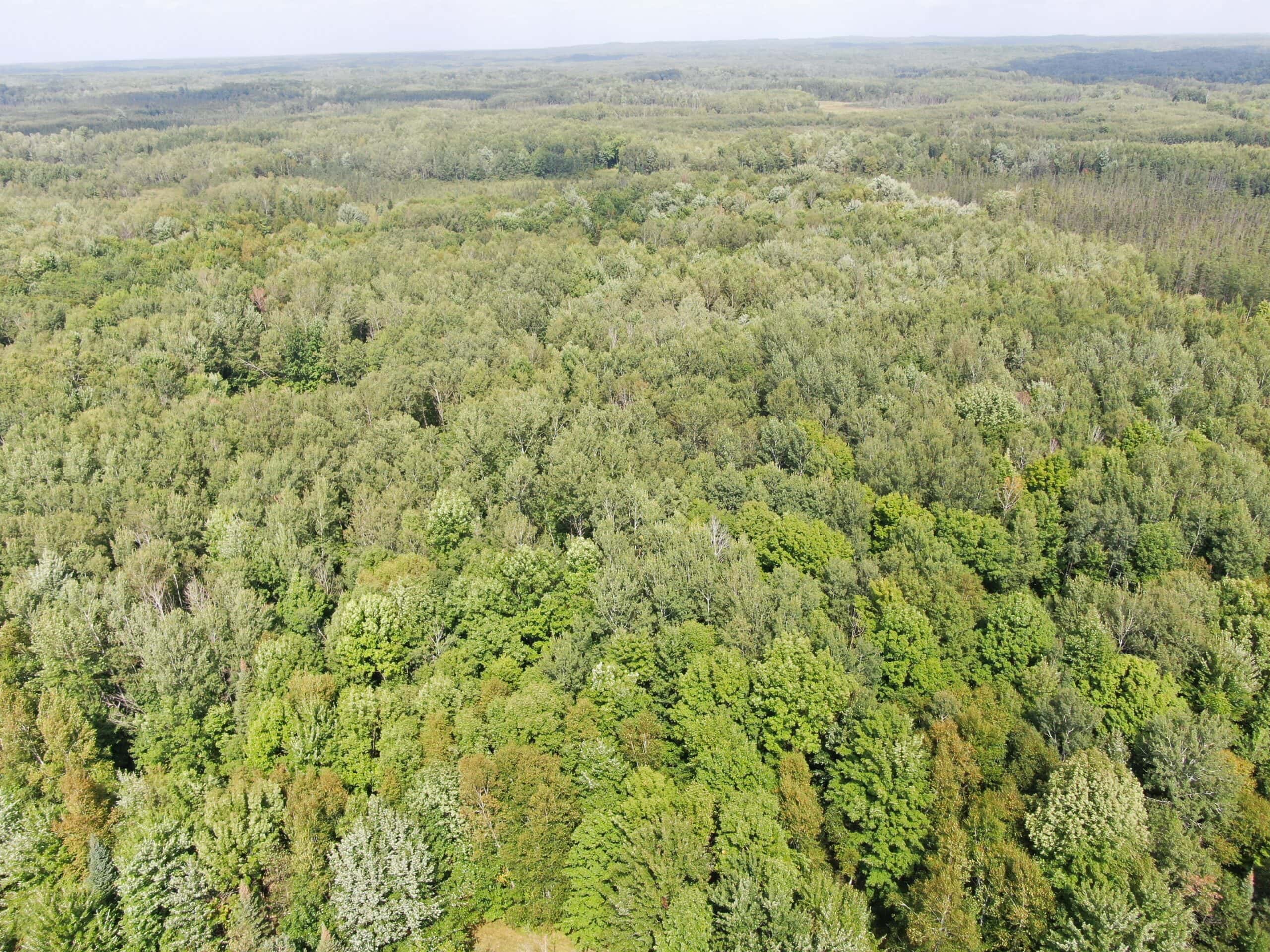 37.5± Acres with Off-Grid Cabin – Taylor County, Wisconsin