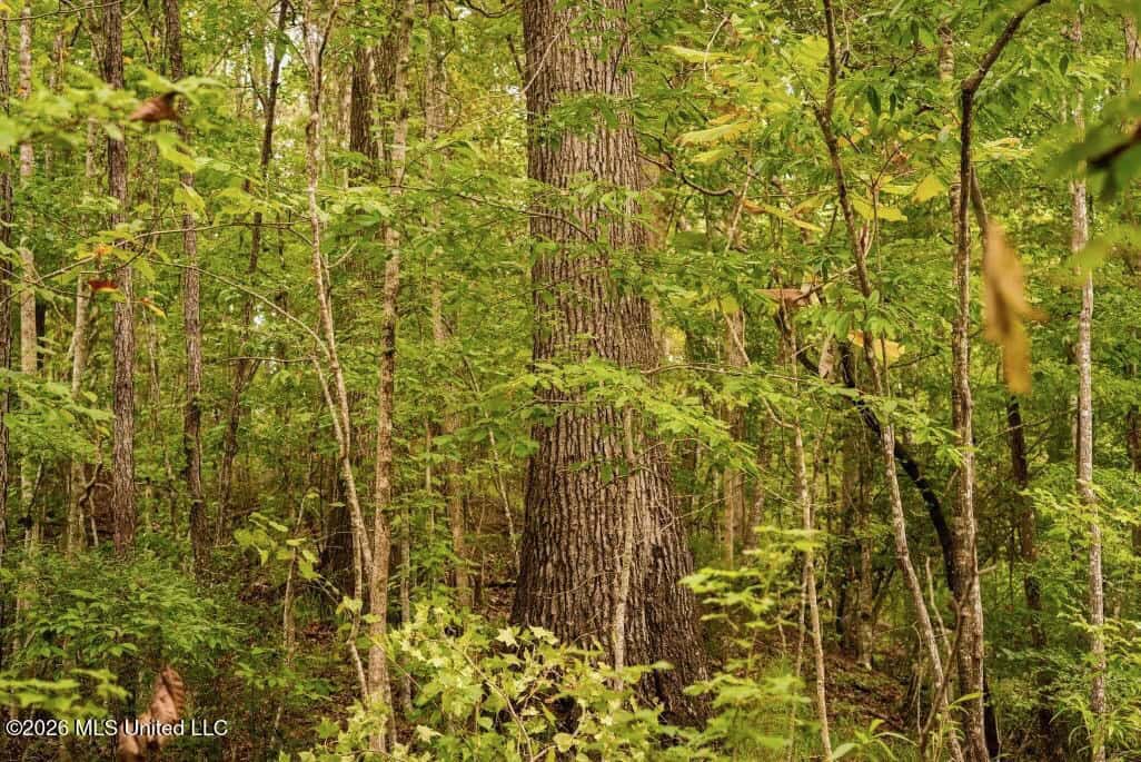 58± Acre Hunting Property in Franklin County, MS