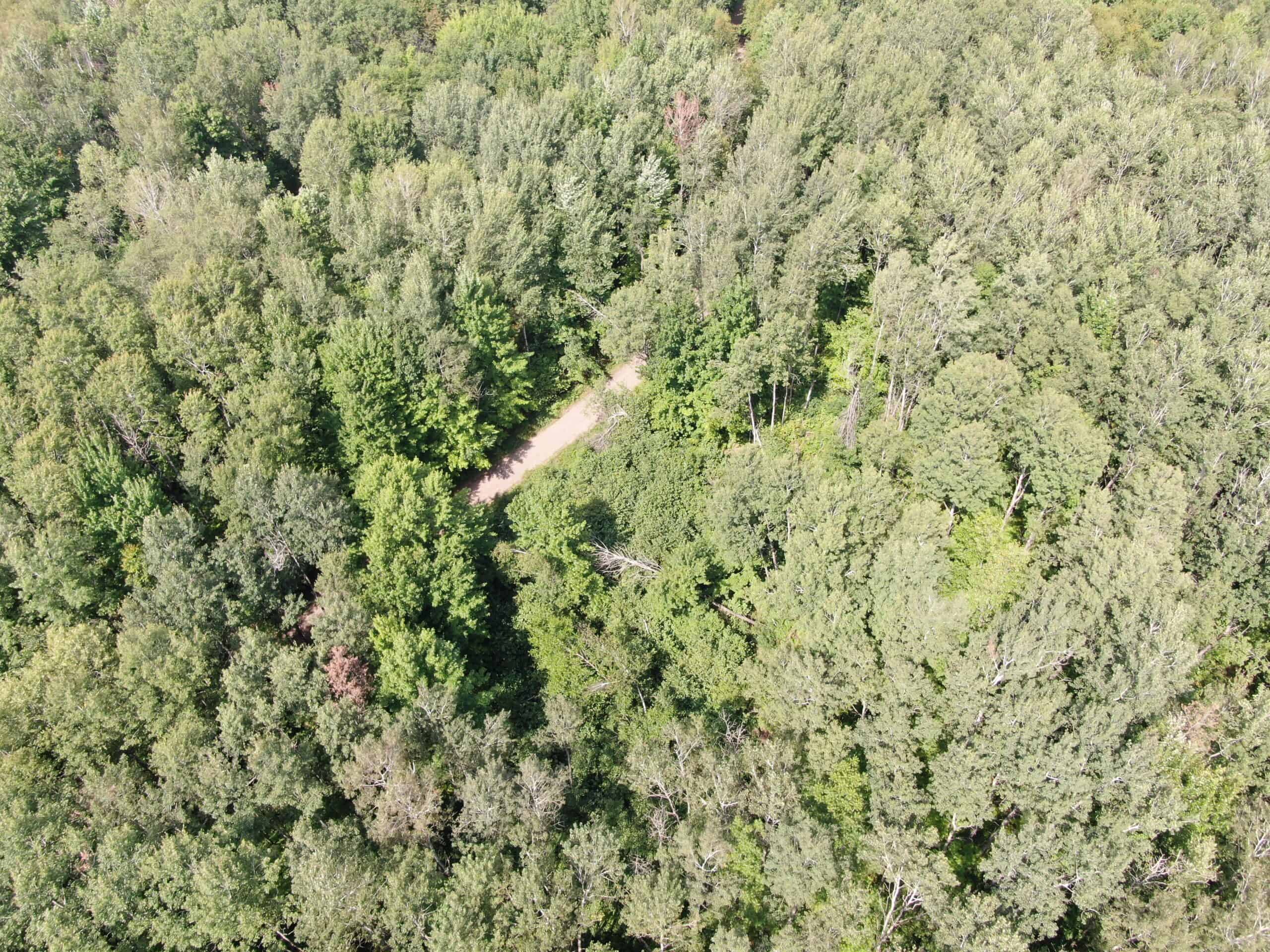 37.5± Acres with Off-Grid Cabin – Taylor County, Wisconsin