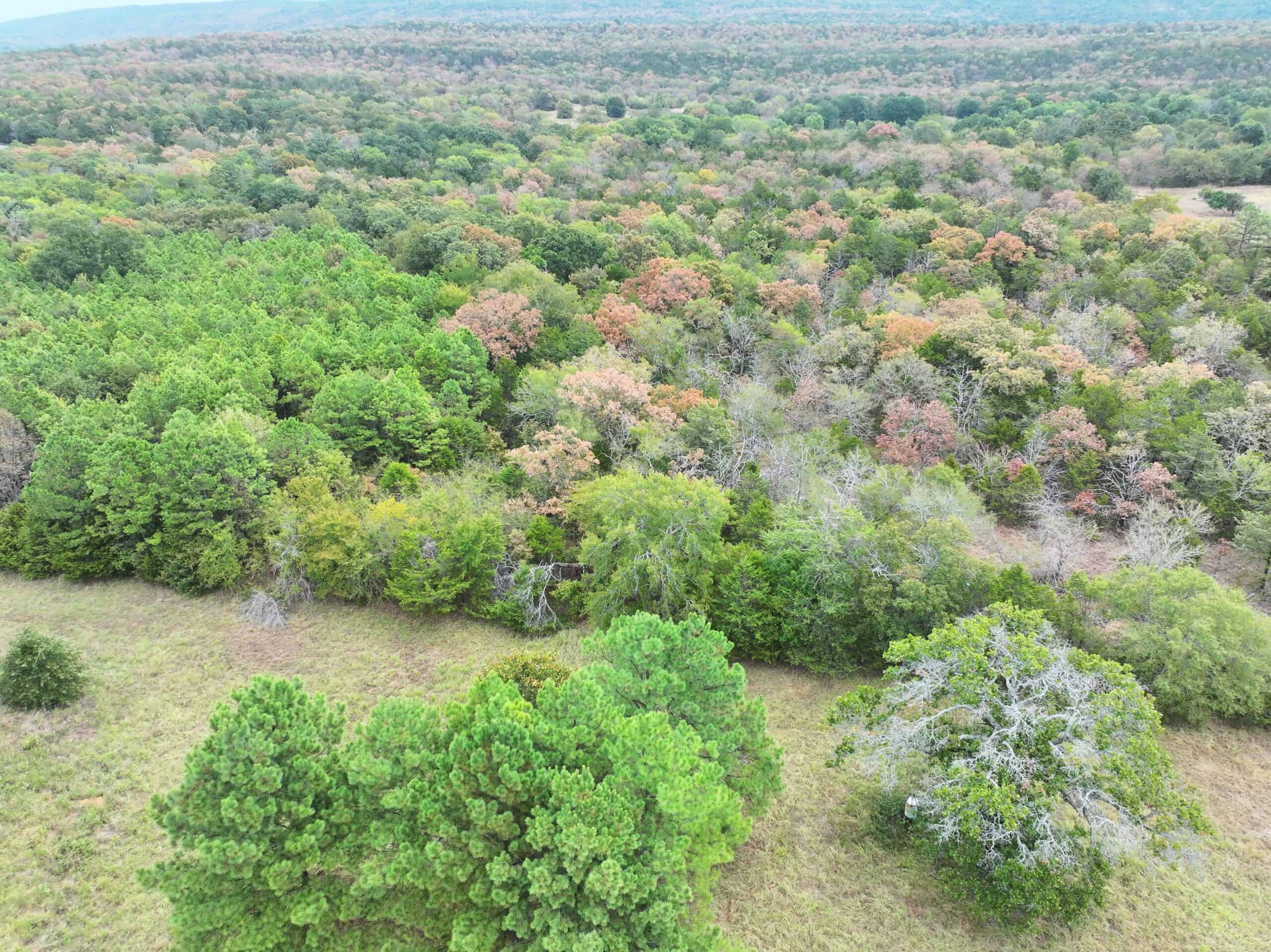 85 Acres of Hunting Land with Native Timber, Wildlife & Pond in SE Oklahoma