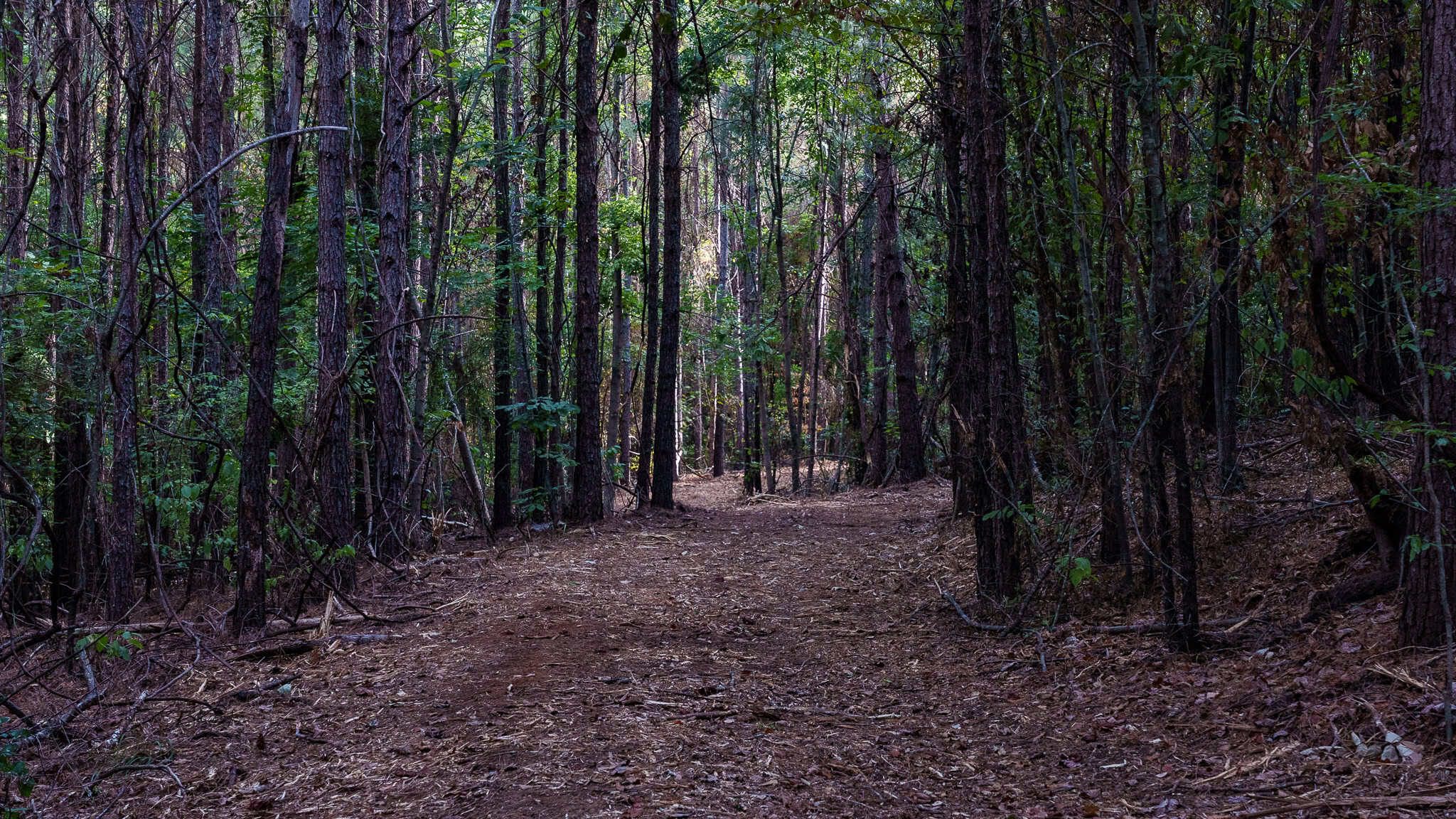 Tyler Texas Hunting Property for Sale 141 ± Acres East of Dallas
