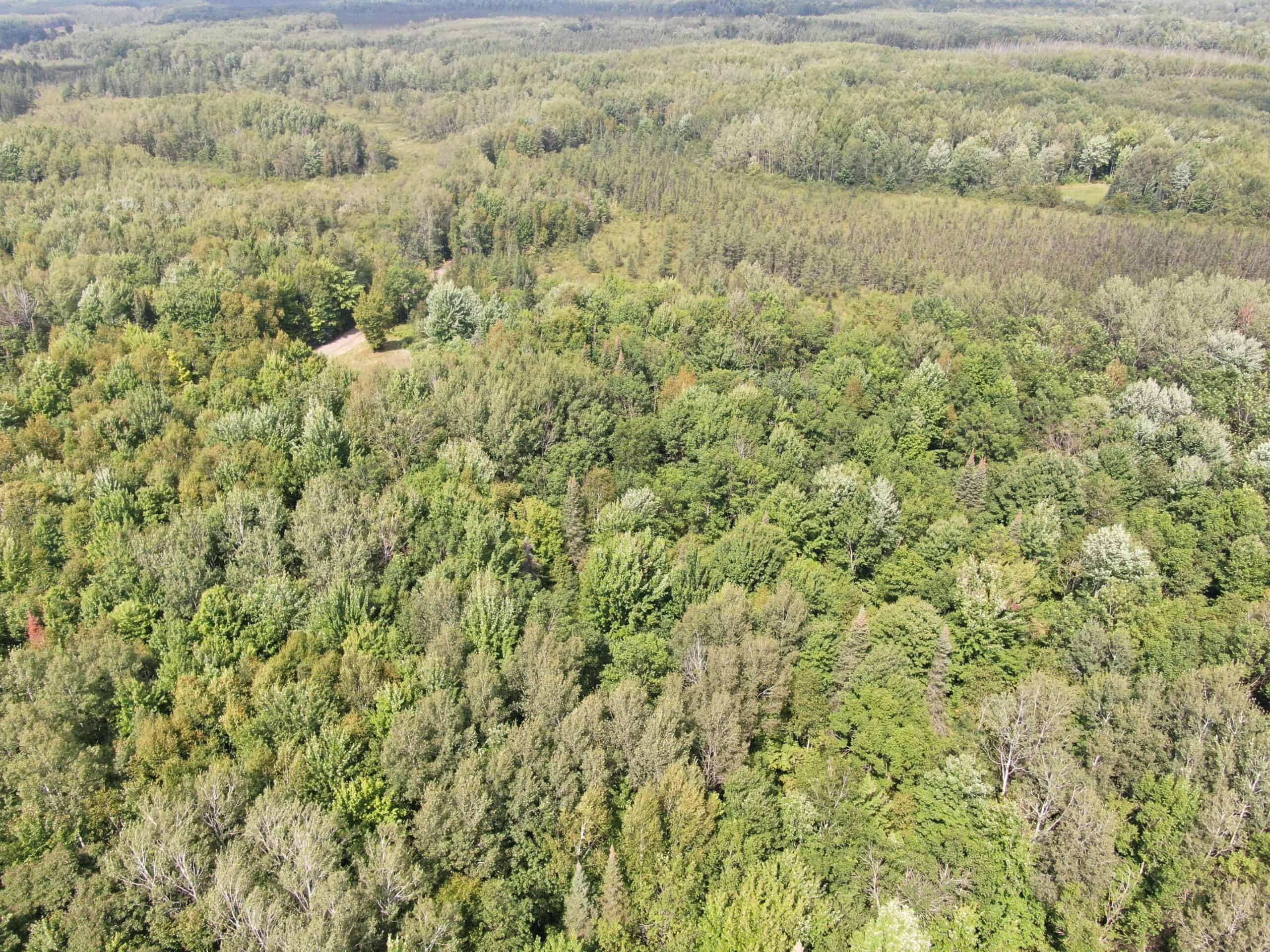 37.5± Acres with Off-Grid Cabin – Taylor County, Wisconsin