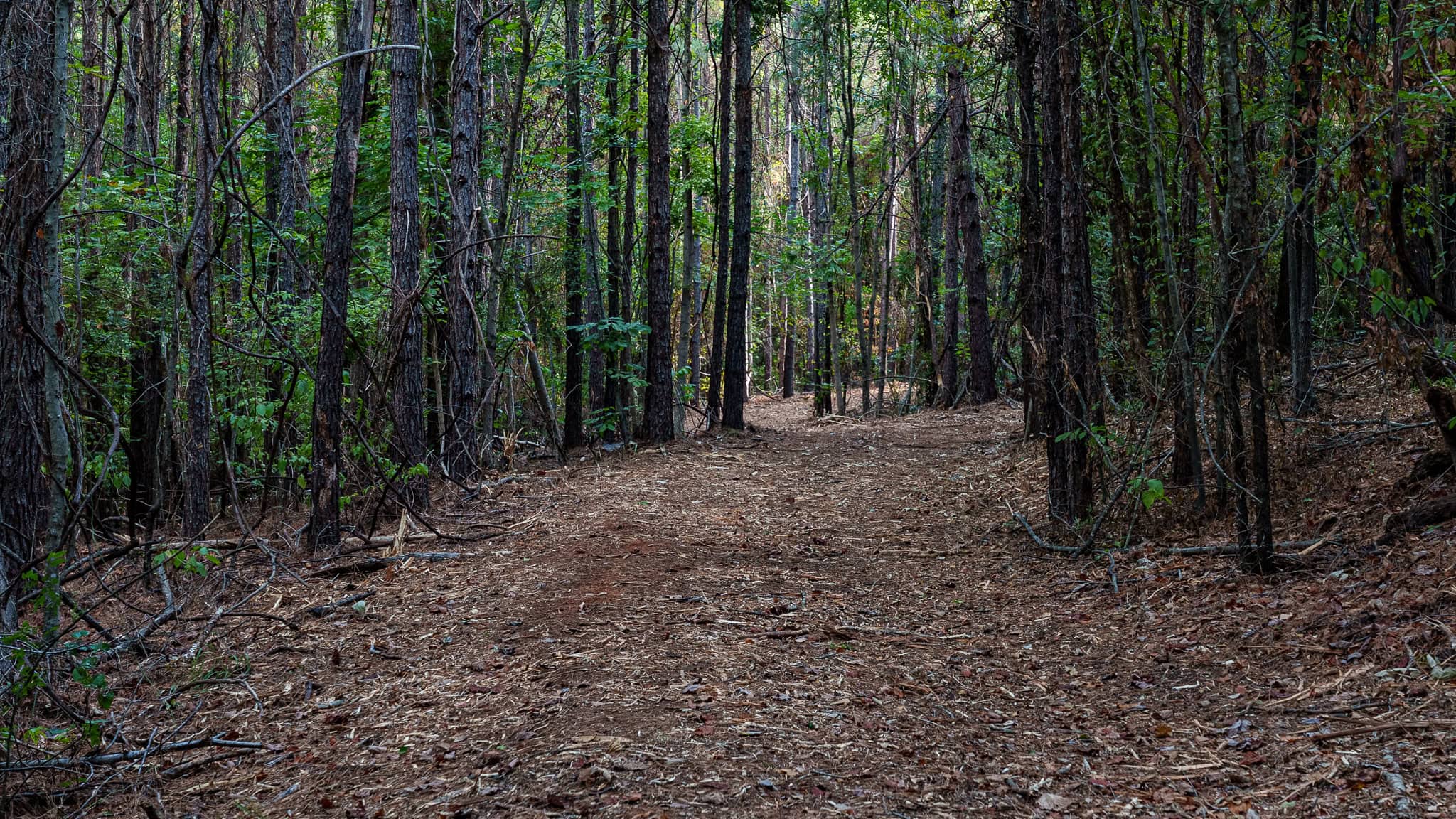 Tyler Texas Hunting Property for Sale 141 ± Acres East of Dallas
