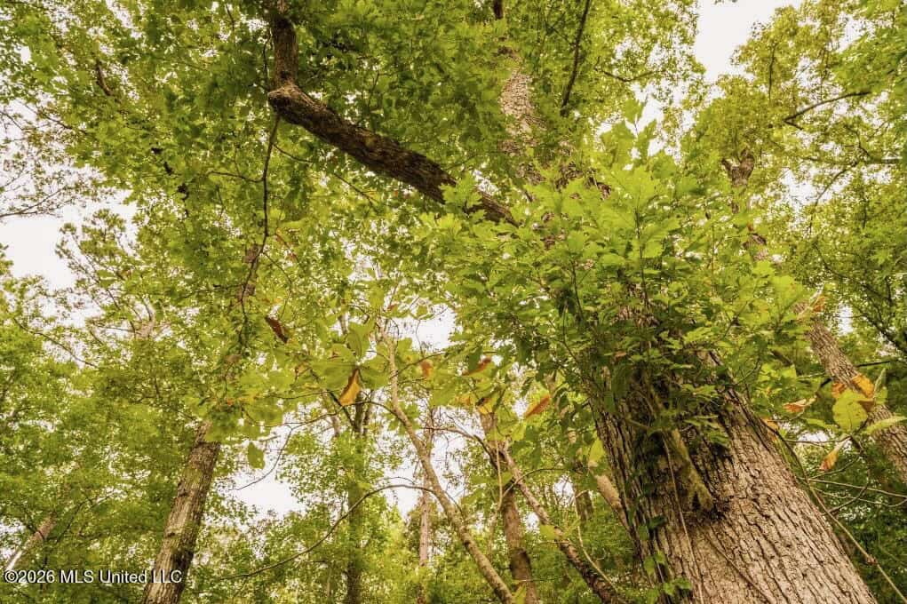 58± Acre Hunting Property in Franklin County, MS