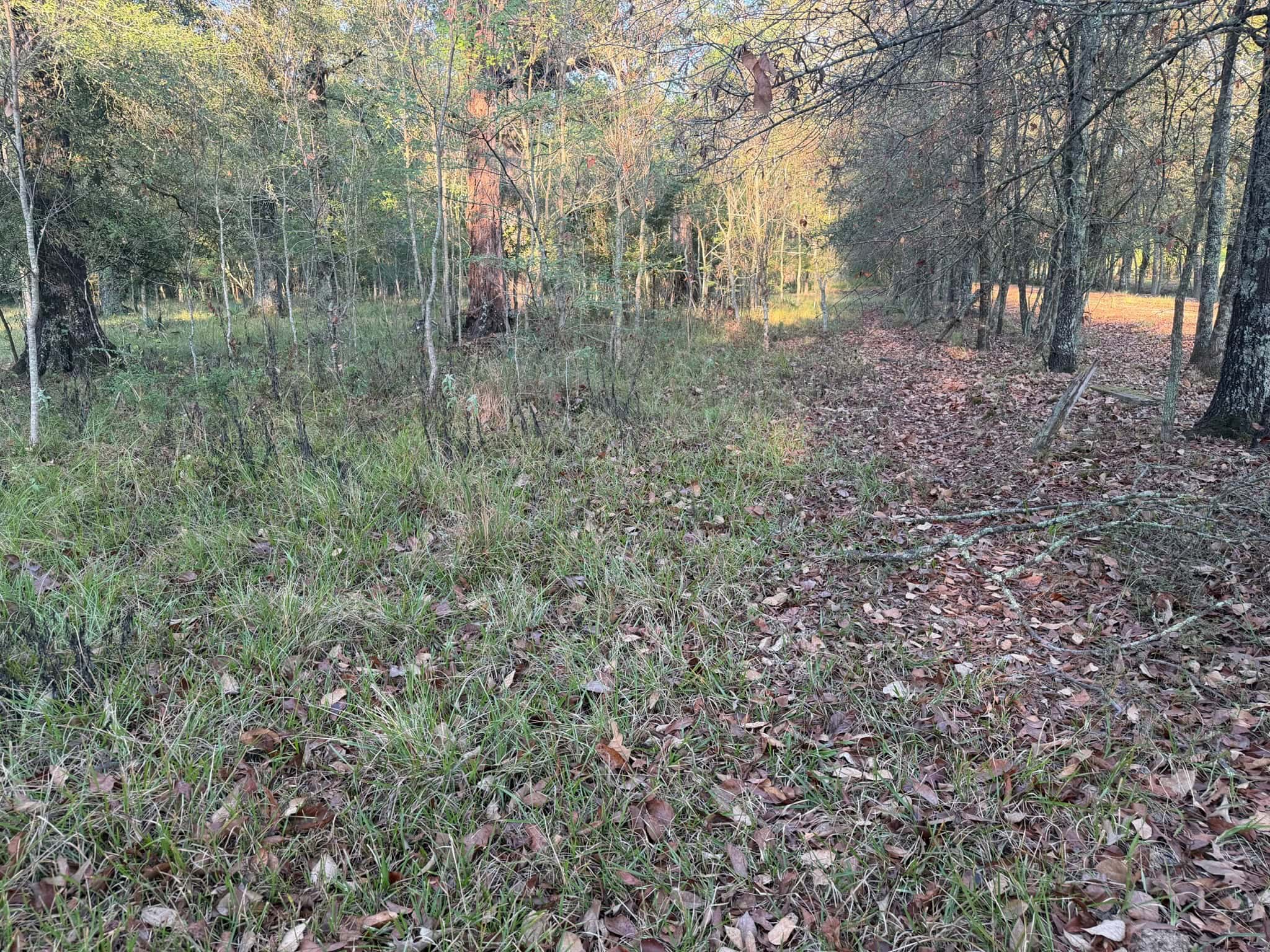 80 Ac Home, Hunting & Cattle Land in Franklin Parish LA