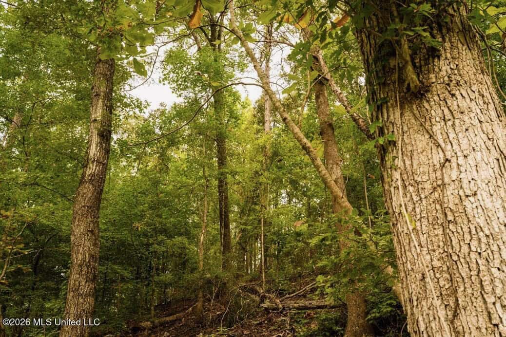 58± Acre Hunting Property in Franklin County, MS