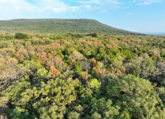 82.61-Acre Hunter’s Retreat with Stocked Lake & Barndominium
