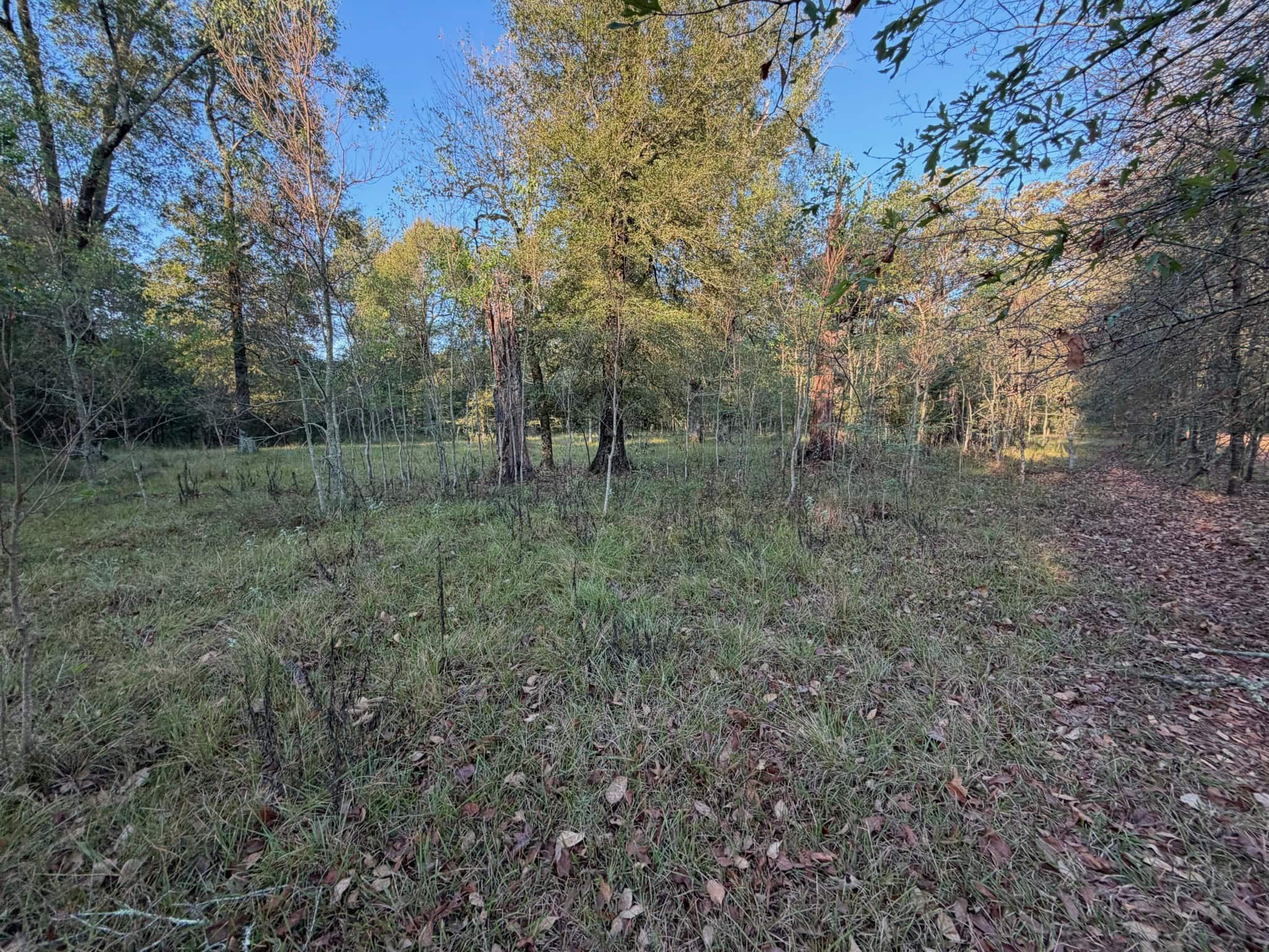 80 Ac Home, Hunting & Cattle Land in Franklin Parish LA