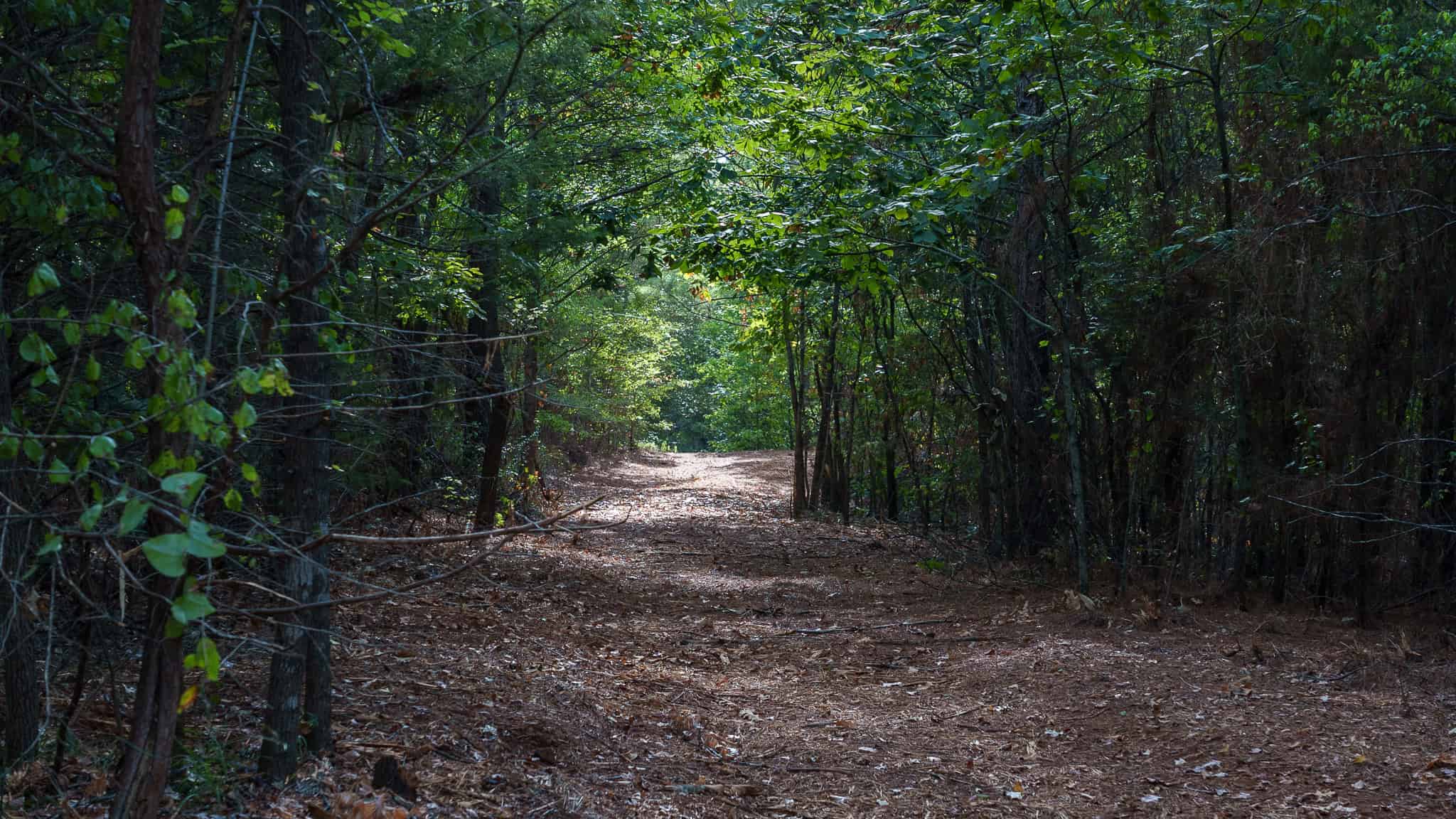 Tyler Texas Hunting Property for Sale 141 ± Acres East of Dallas