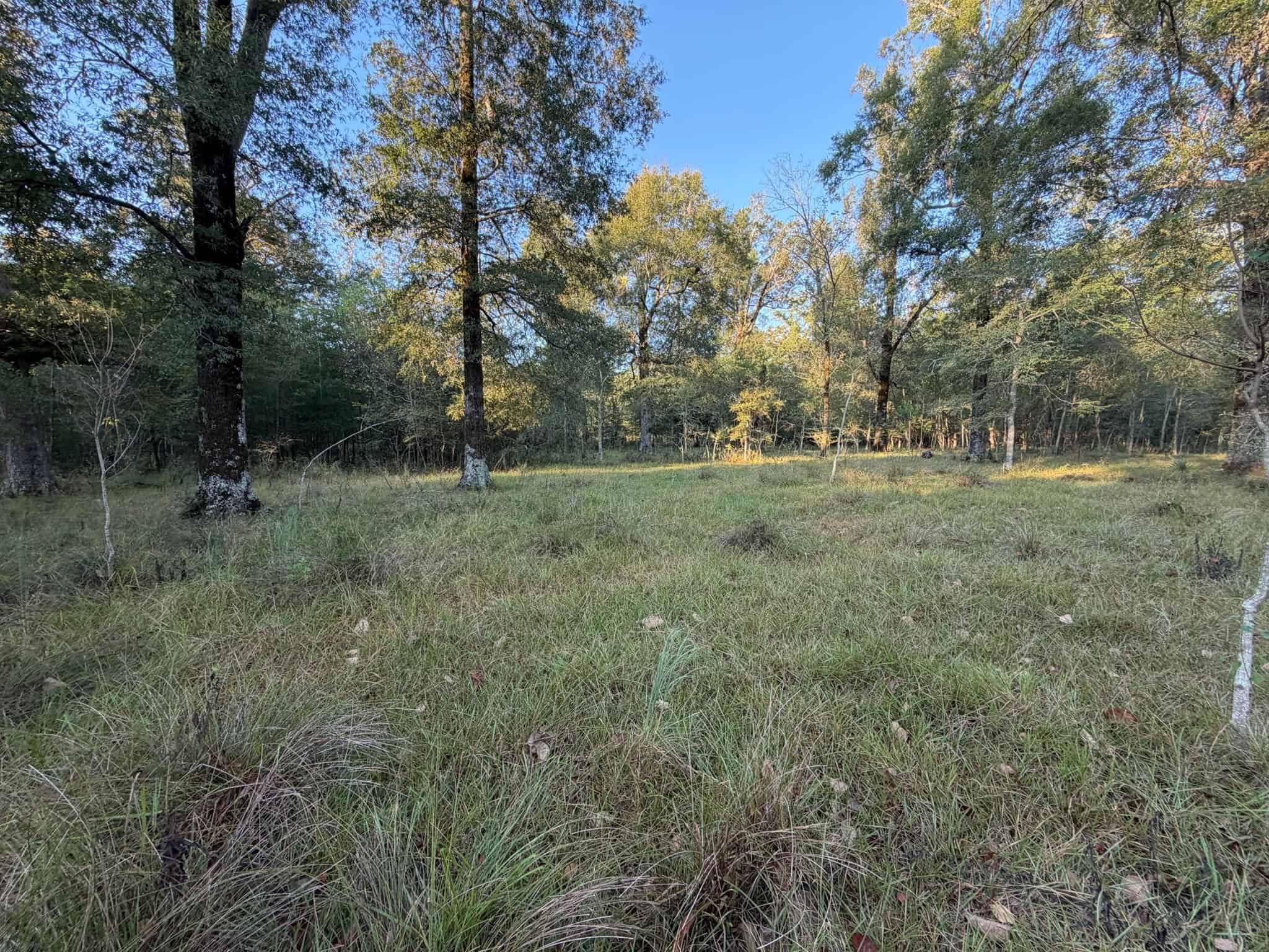 80 Ac Home, Hunting & Cattle Land in Franklin Parish LA