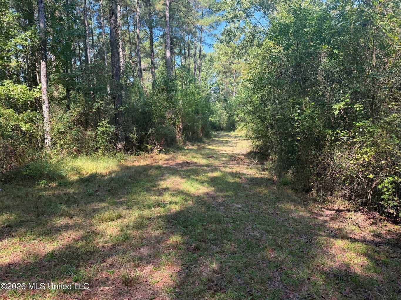 76 Acres of Hunting Land in Raleigh, MS, Smith County